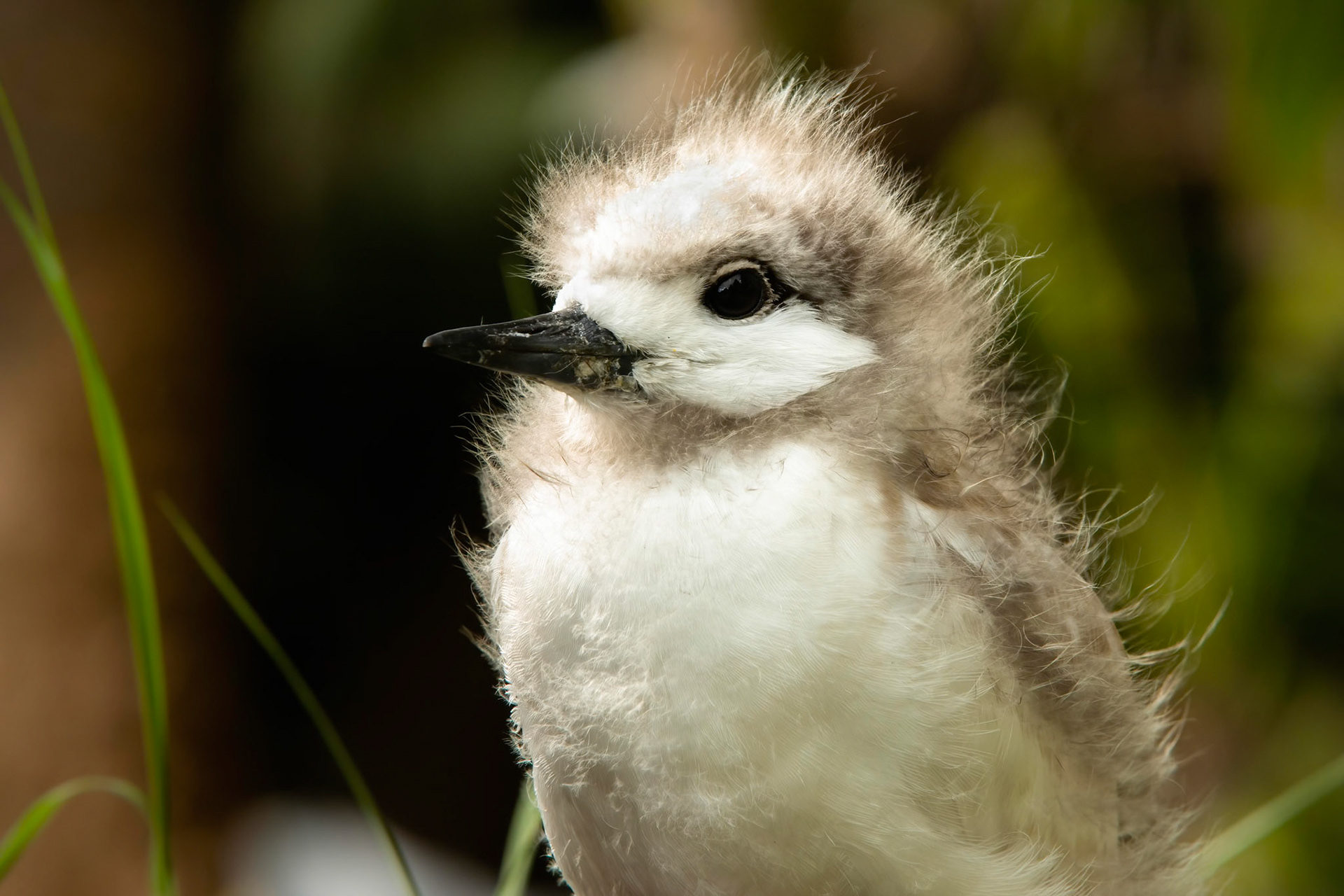 White tern, Lord Howe Island, New South Wales, Australia