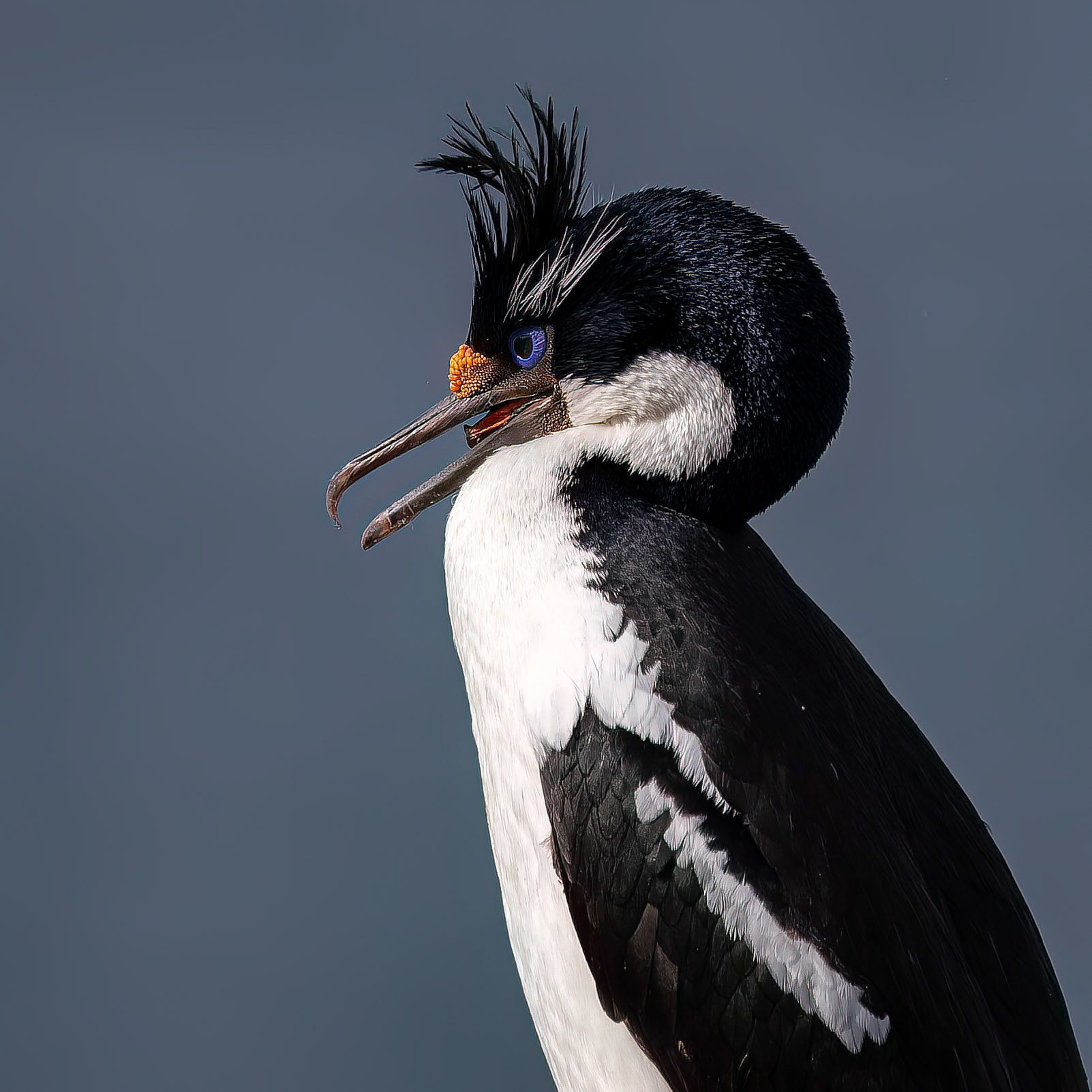 Imperial cormorant, Pebble Island, Falkland Islands