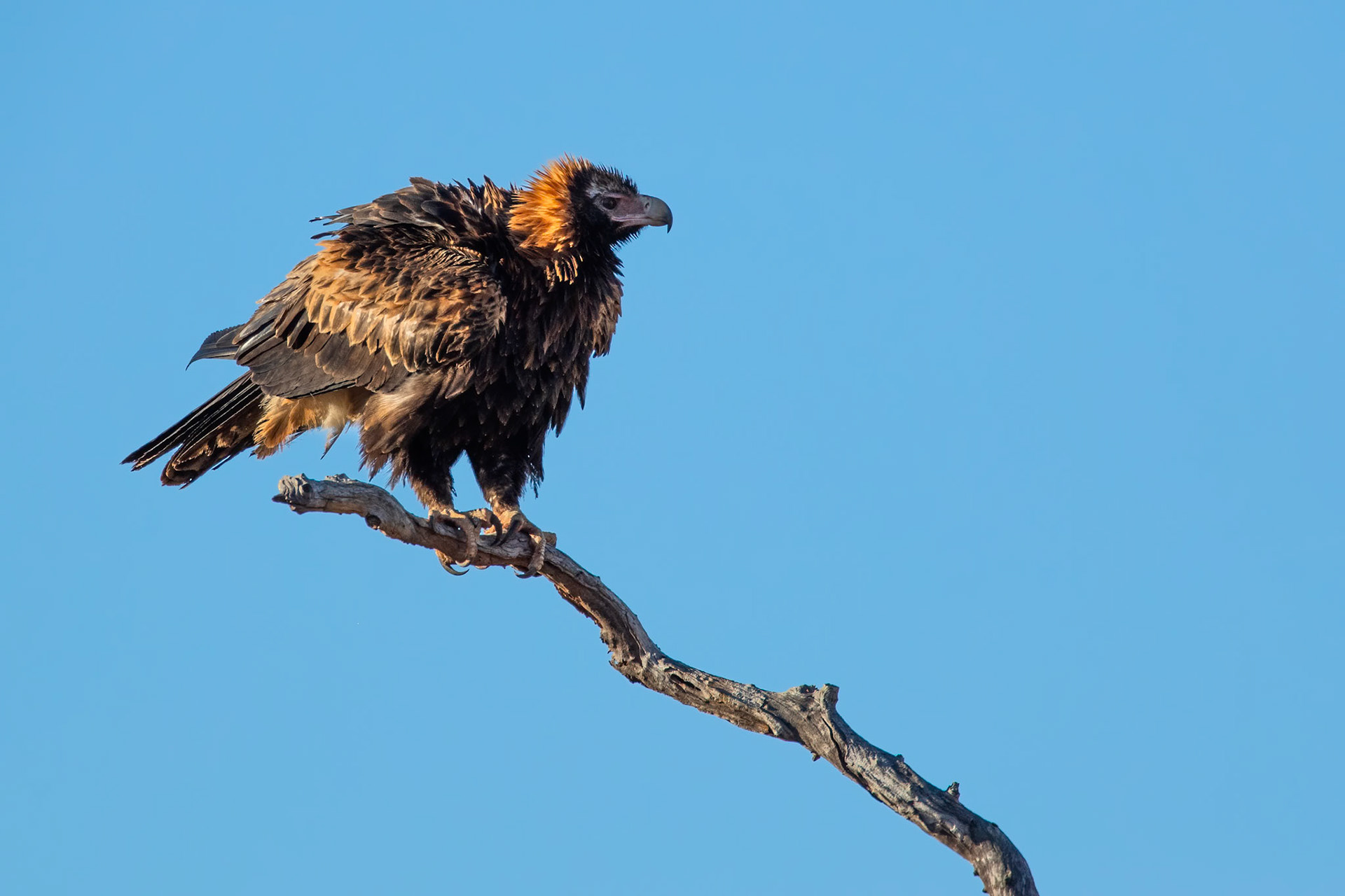 Wedge-tailed eagle, Mount Isa, Queensland, Australia