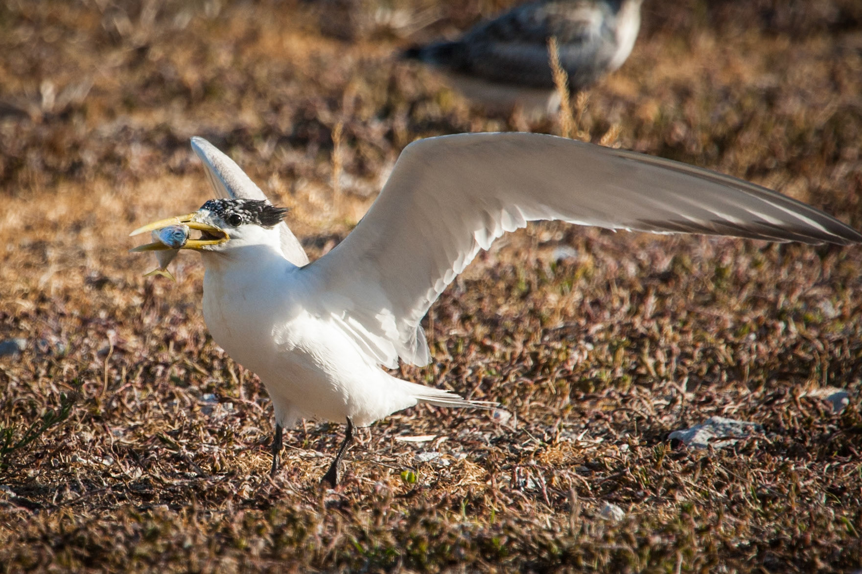 Crested tern with fishie, Lady Elliot Island, Queensland, Australia