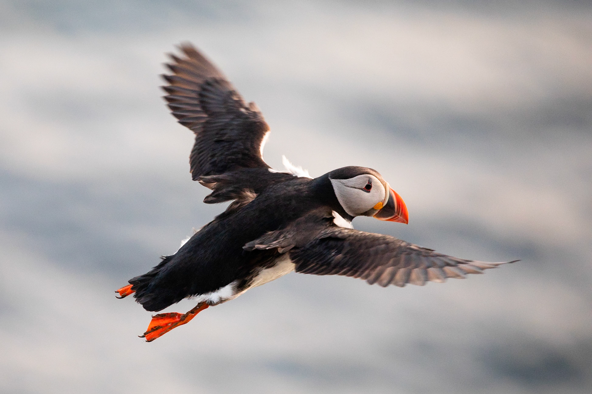 Atlantic puffin, Grímsey Island, Iceland
