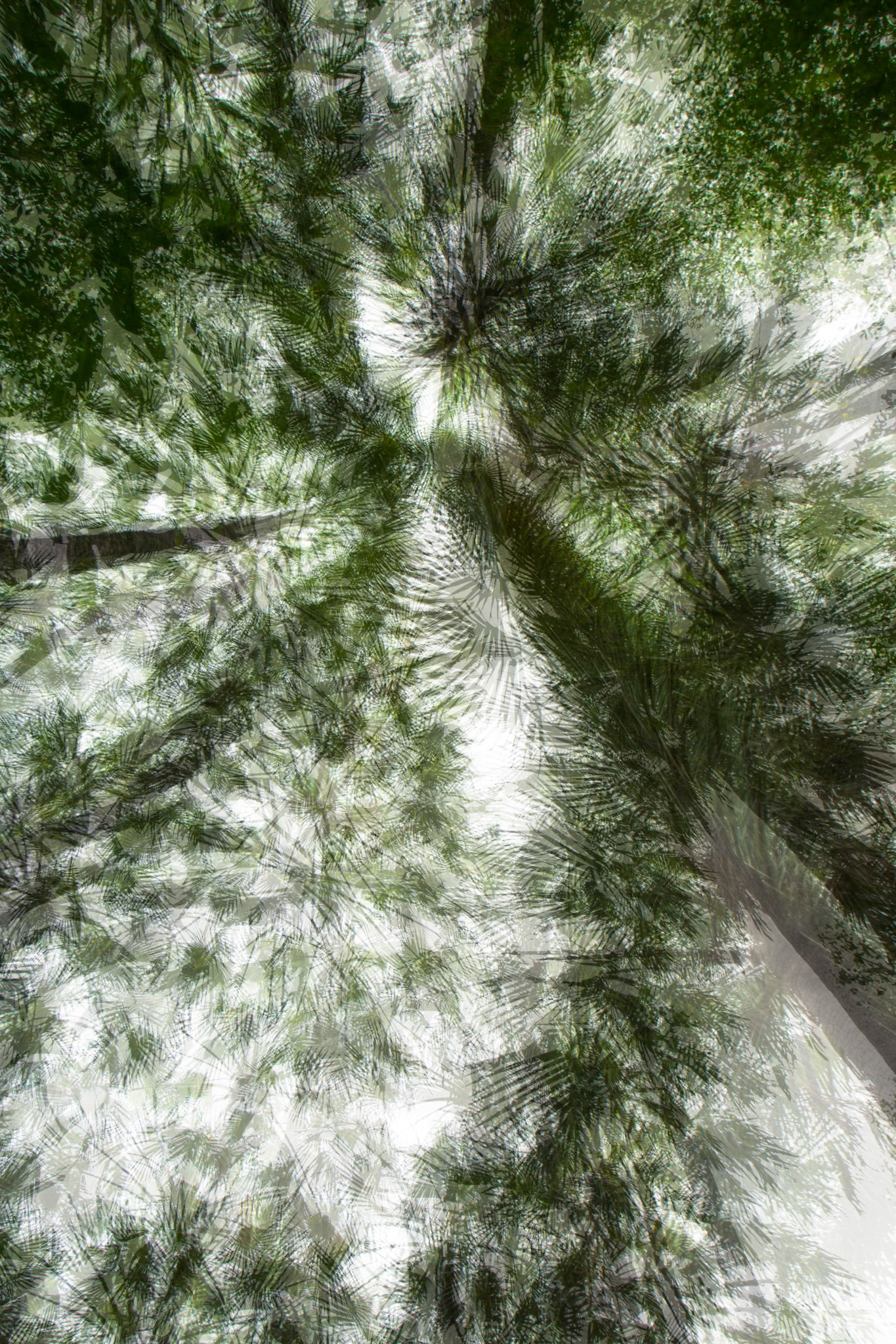 Zebedee thermal springs, El Questro Wilderness Park, The Kimberly, Western Australia