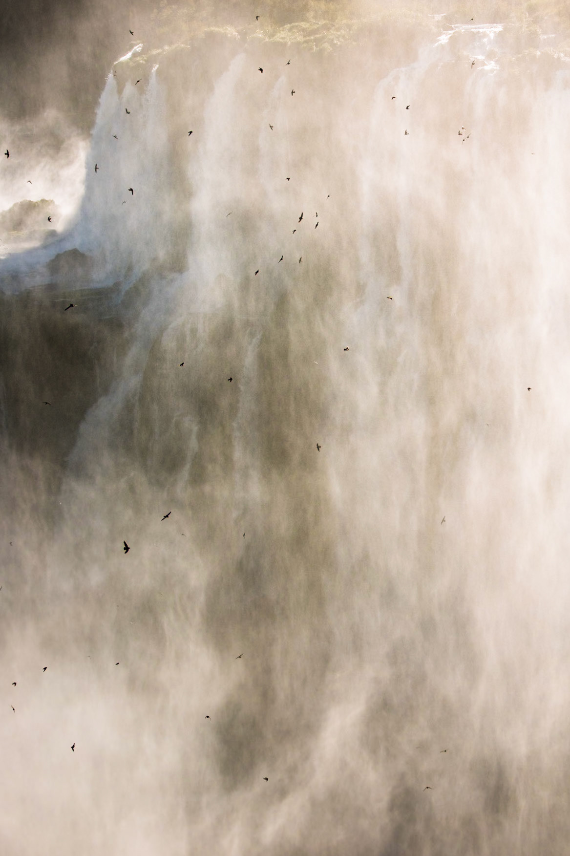Great dusky swifts, Iguassu Falls, Brazil and Argentina