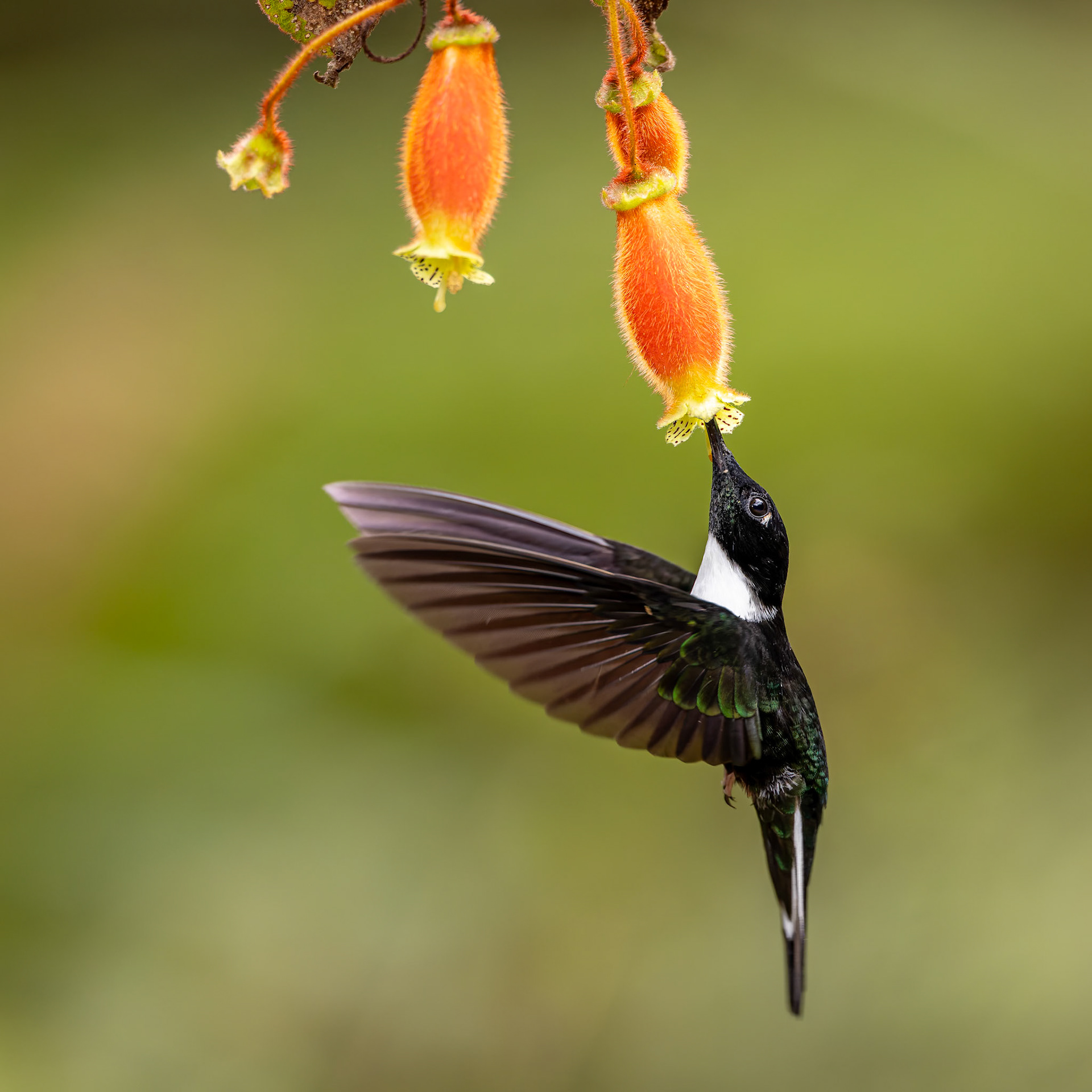 Collared Inca, Casa Simpson Lodge, Tapilchalaca, Ecuador