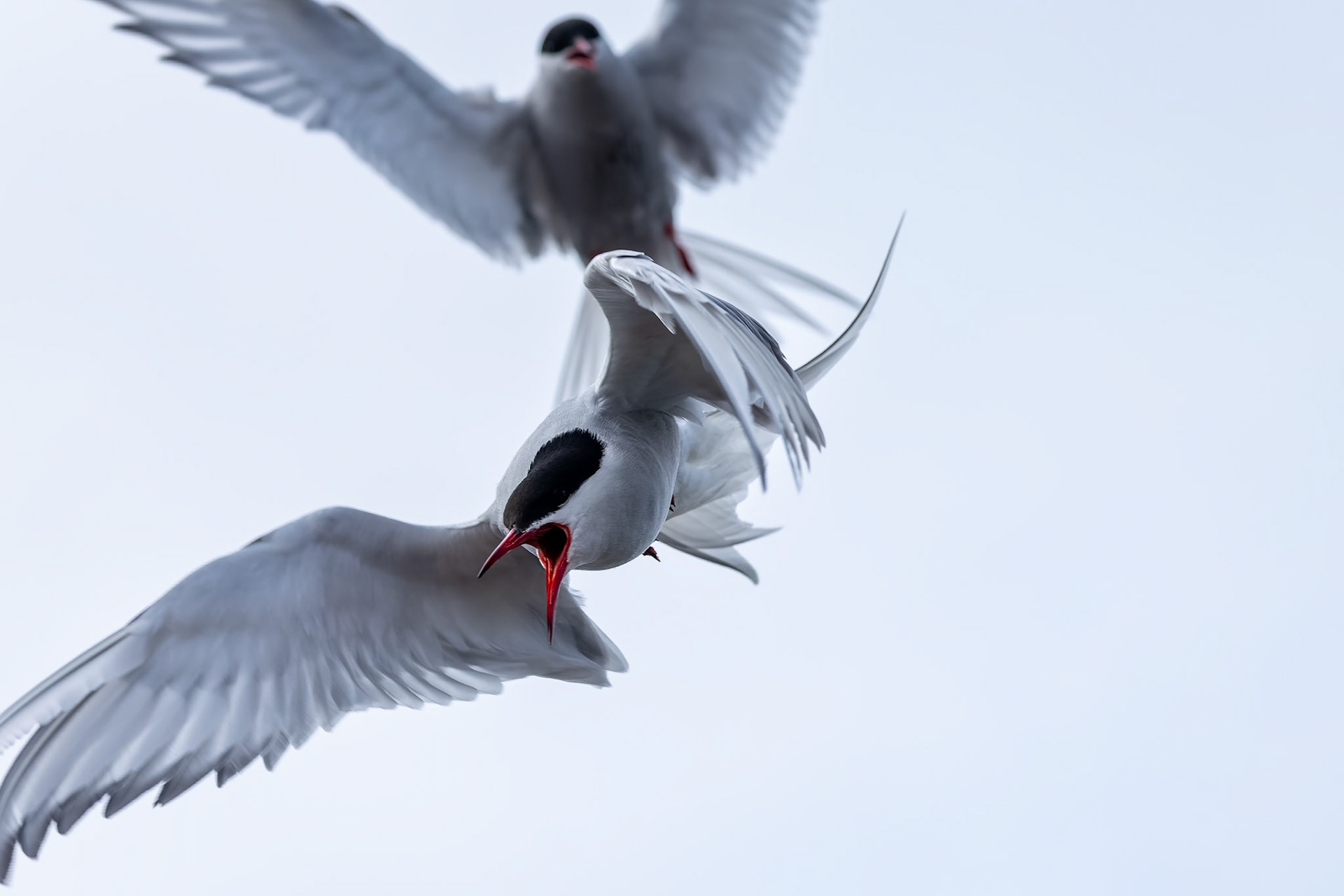 Arctic tern, Hamiptonbukka, Svalbard, Norway
