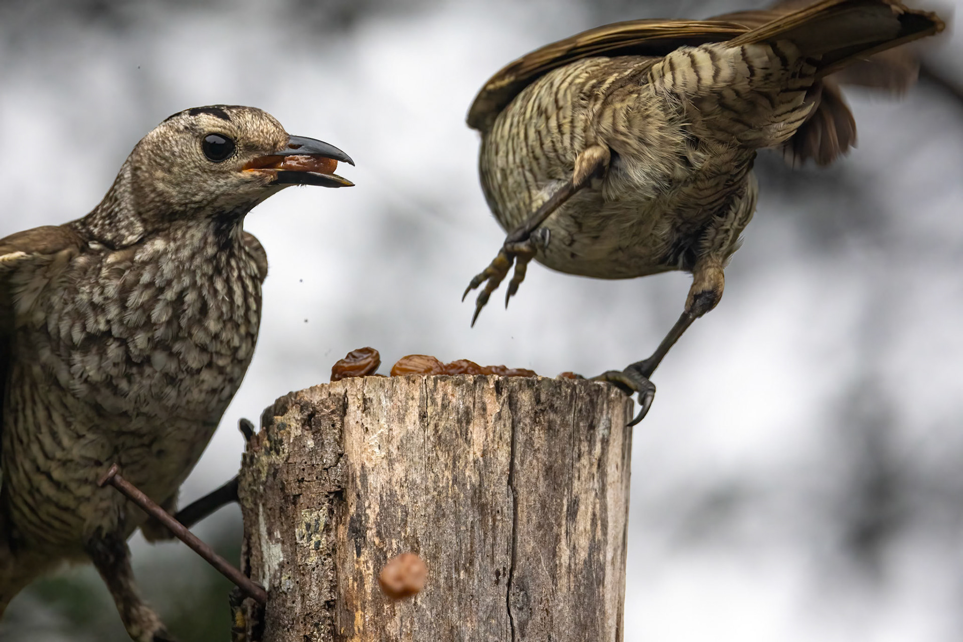 Regent bowerbird, O'Reilly's Rainforest Retreat, Lamington National Park, Queensland, Australia