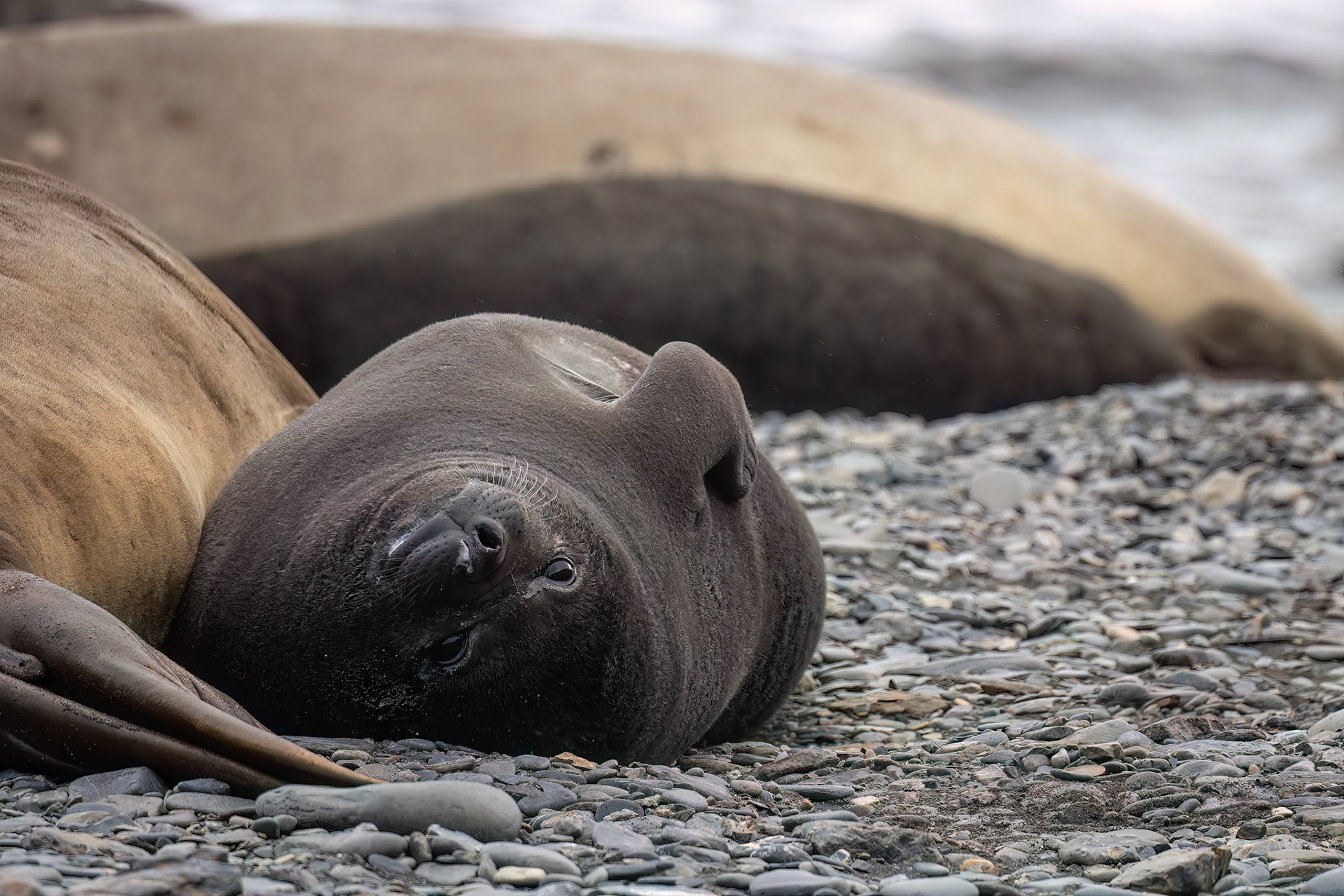 Elephant seal, Rosita Bay, South Georgia