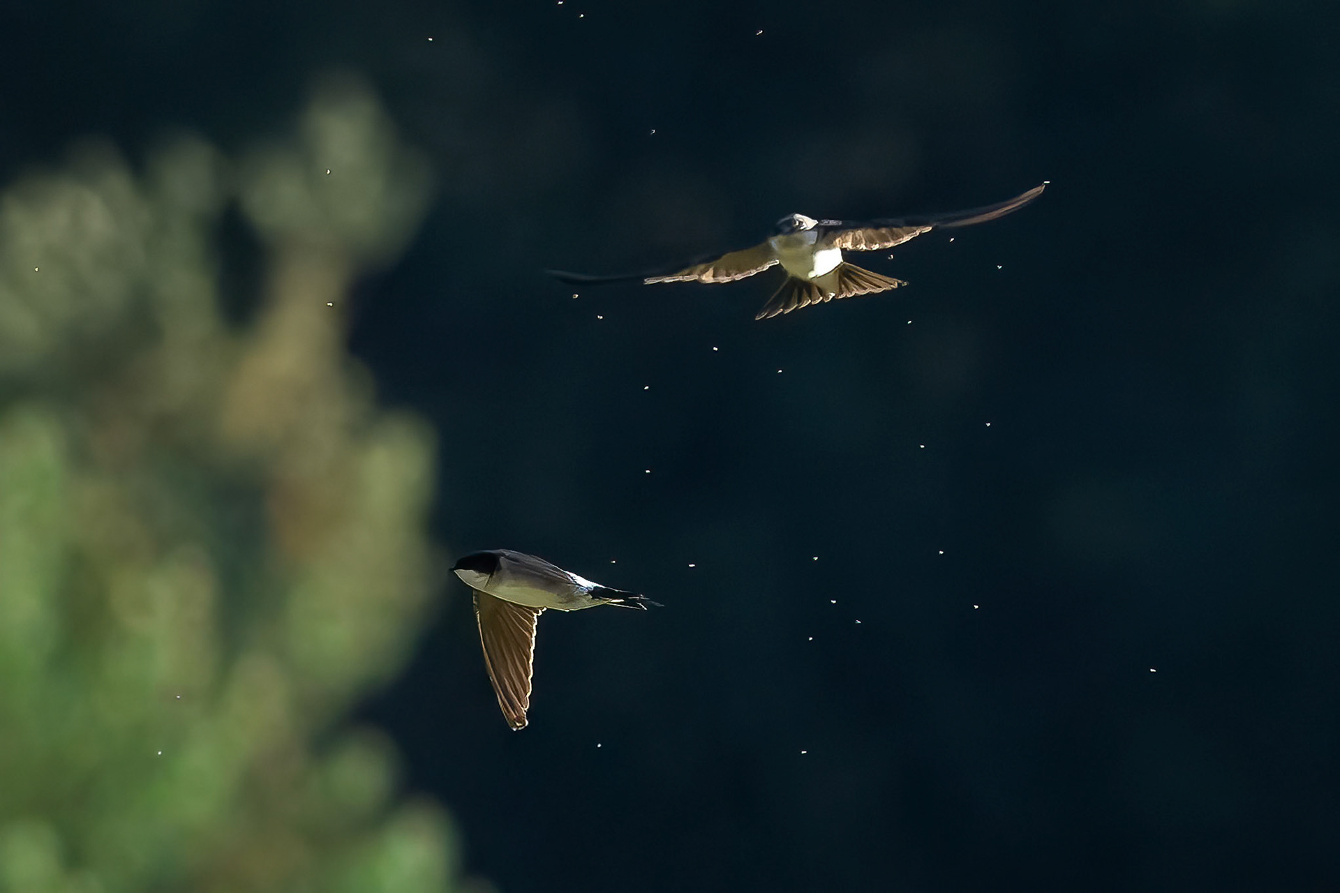 La Selva di Val Gardena, Dolomites, Italy
