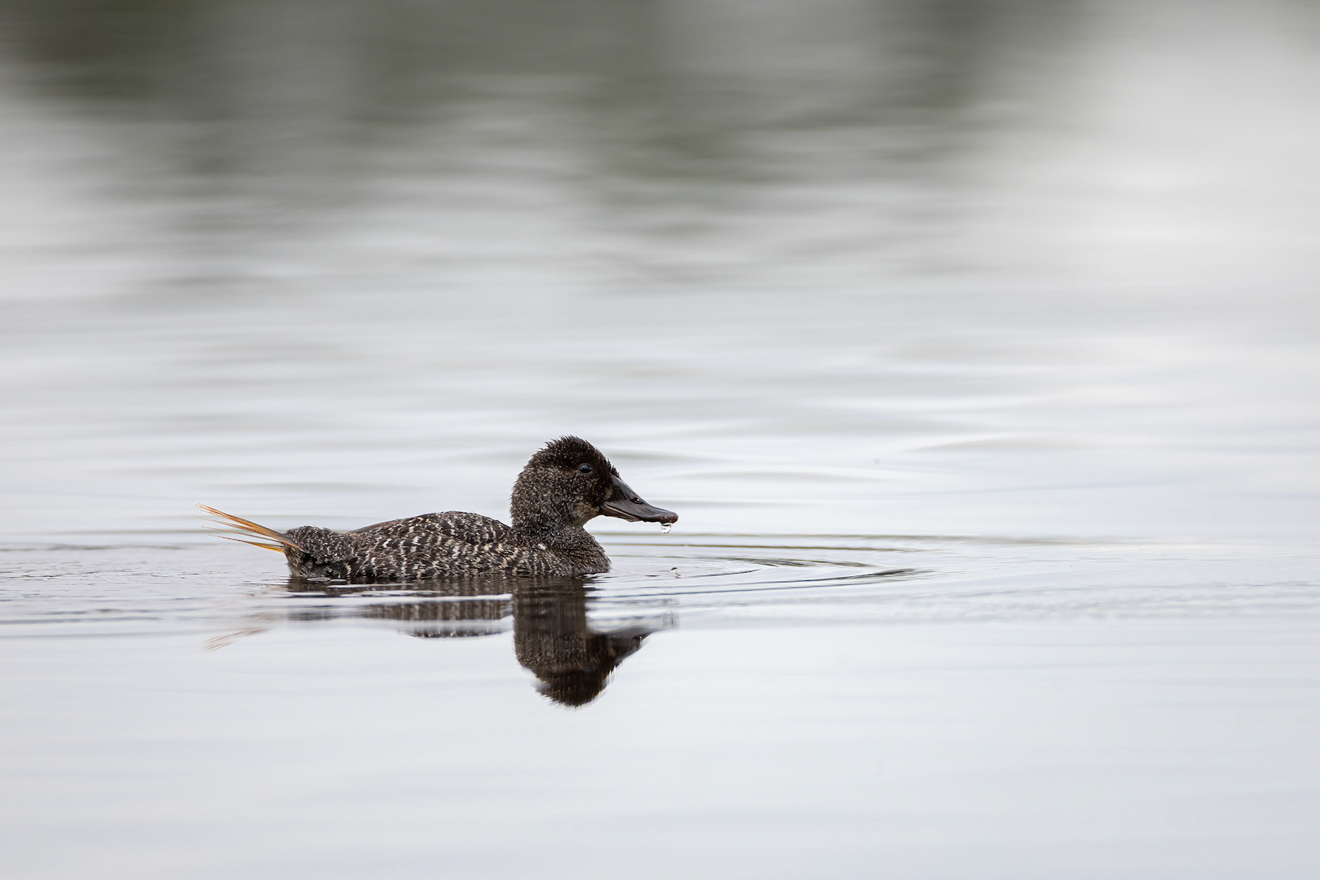 Blue-billed duck, Perth, West Australia