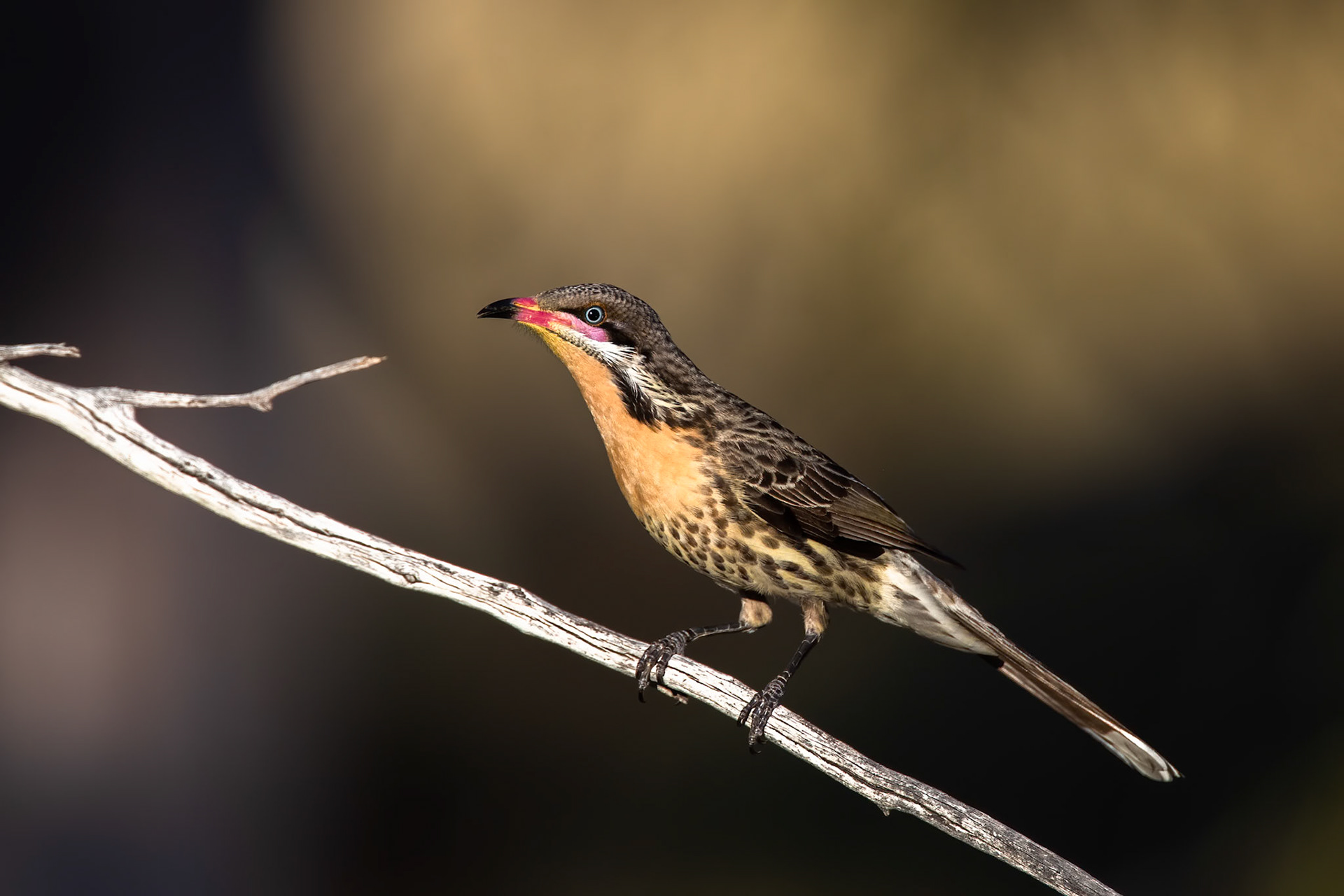 Spiny-cheeked honeyeater, Bladensberg National Park, Winton, Queensland, Australia