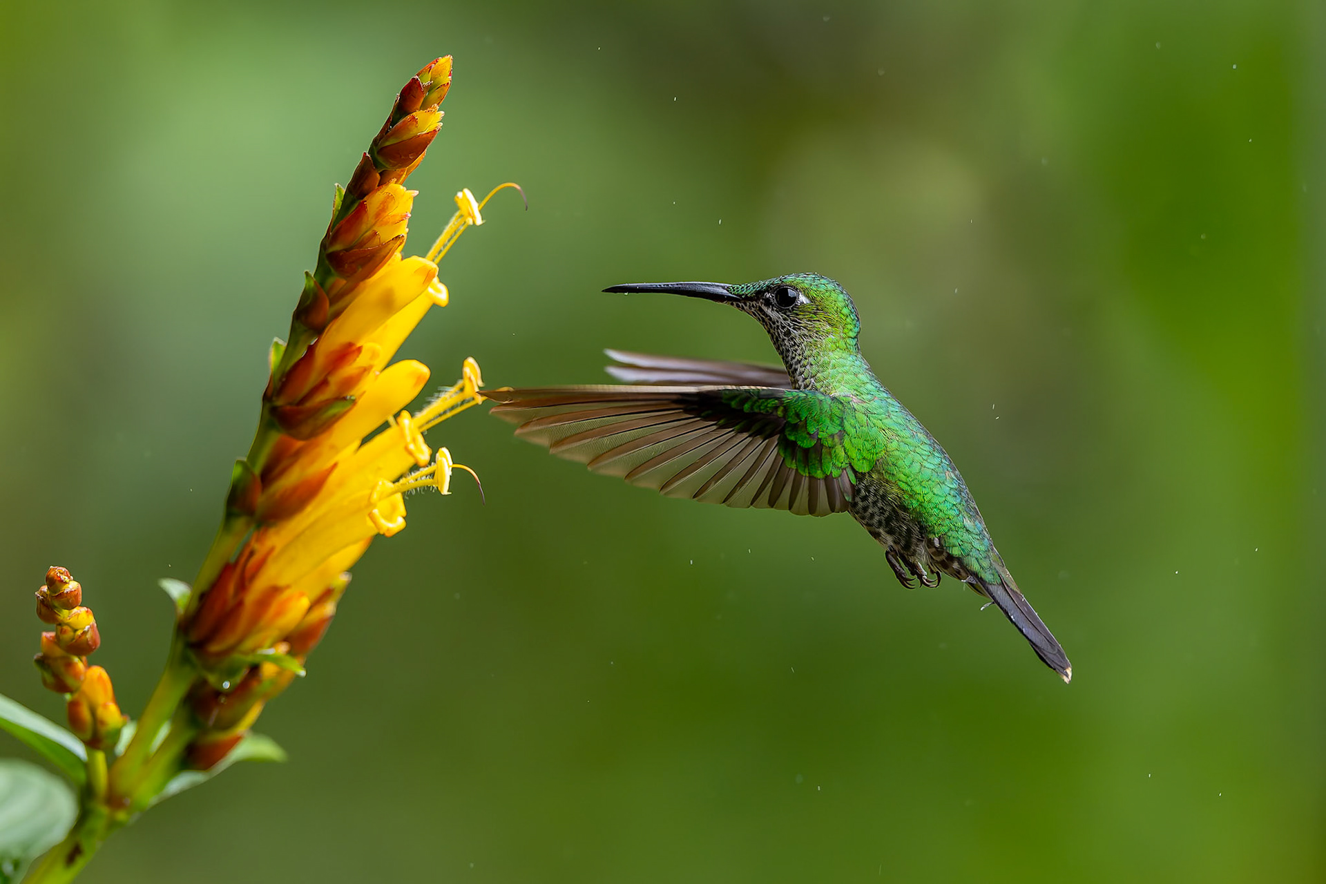 Green-crowned brilliant, Umbrella Bird Lodge, Buenaventura Nature Reserve, Ecuador