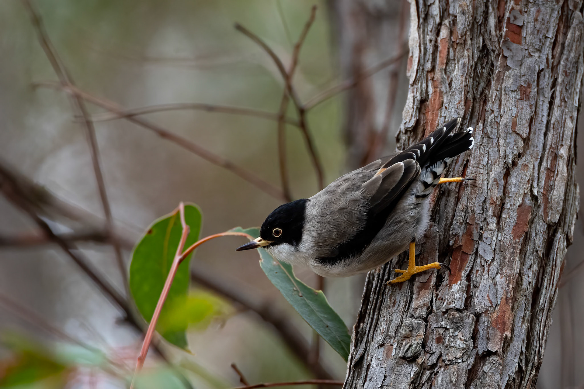 Varied sitella, near Margaret River, West Australia