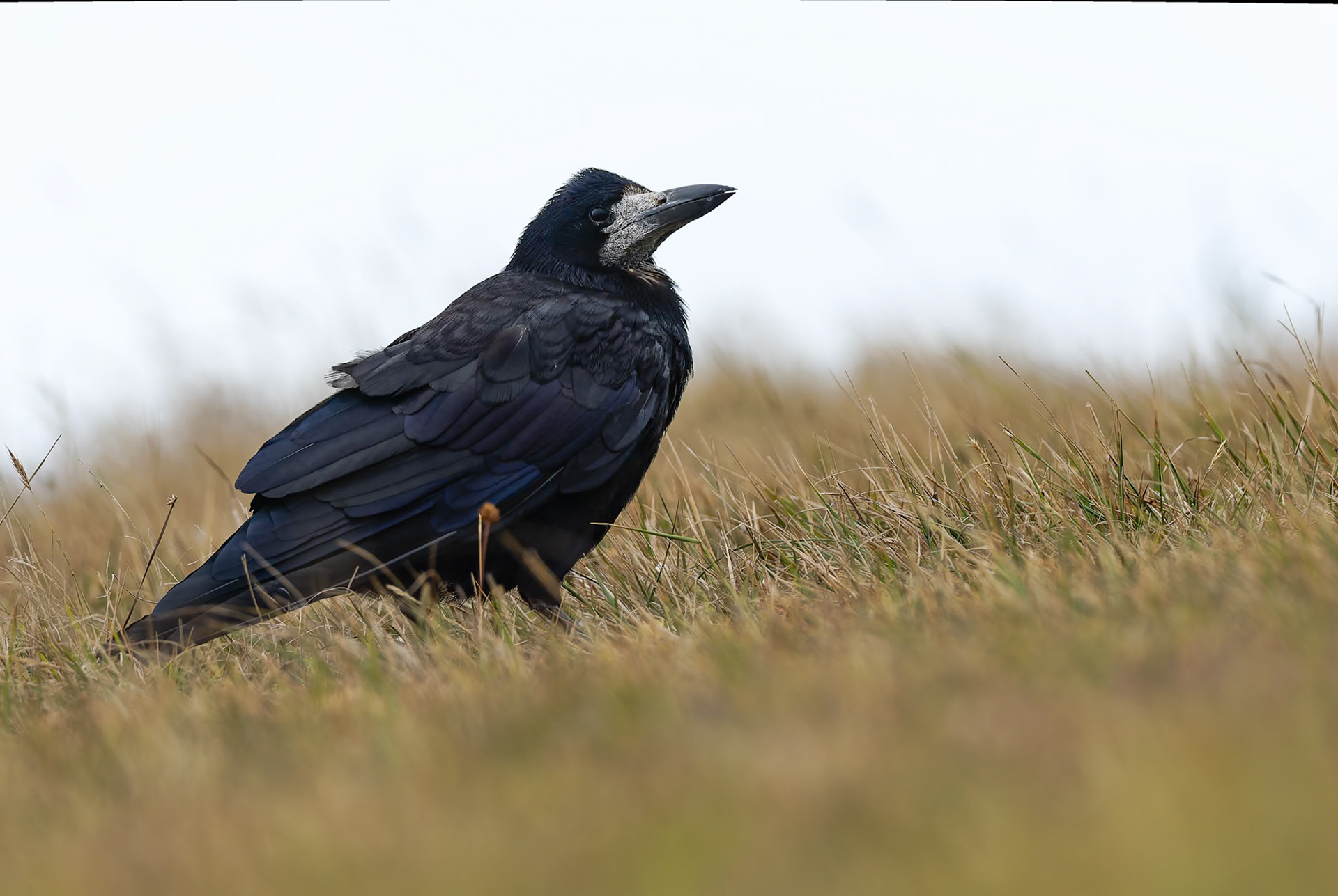 Rook, Birling Gap and Seven Sisters, United Kingdom