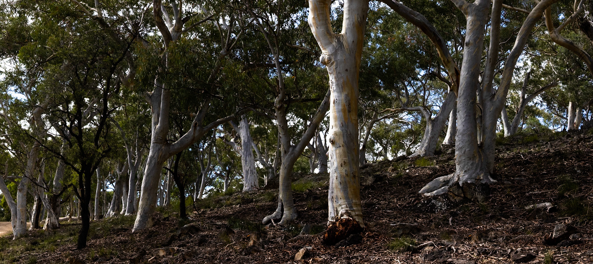 Turon Gates, New South Wales