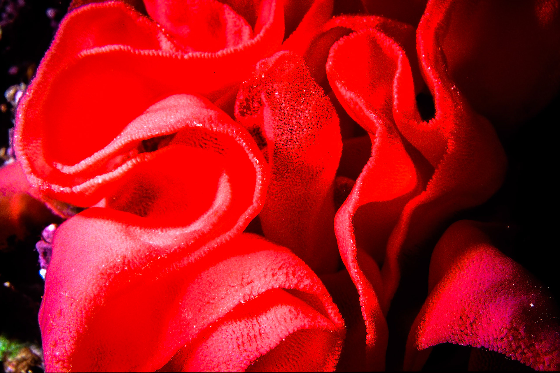 Nudibranch eggs, Comores