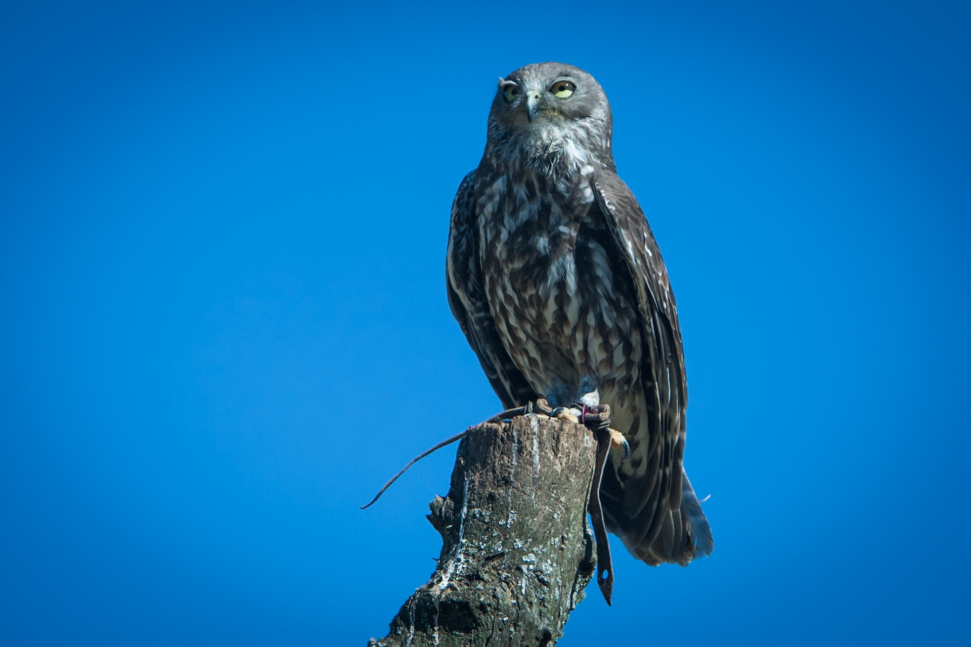 Lamington National Park, Queensland