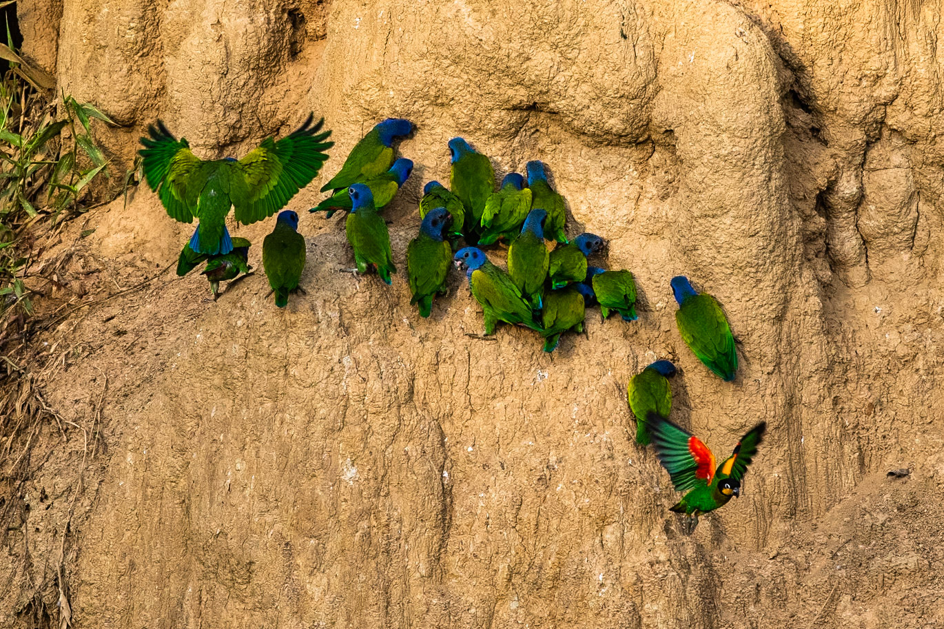 Blue-headed and orange-cheeked parrot, Tambo Blanquillo, Manu National Park,  Peru