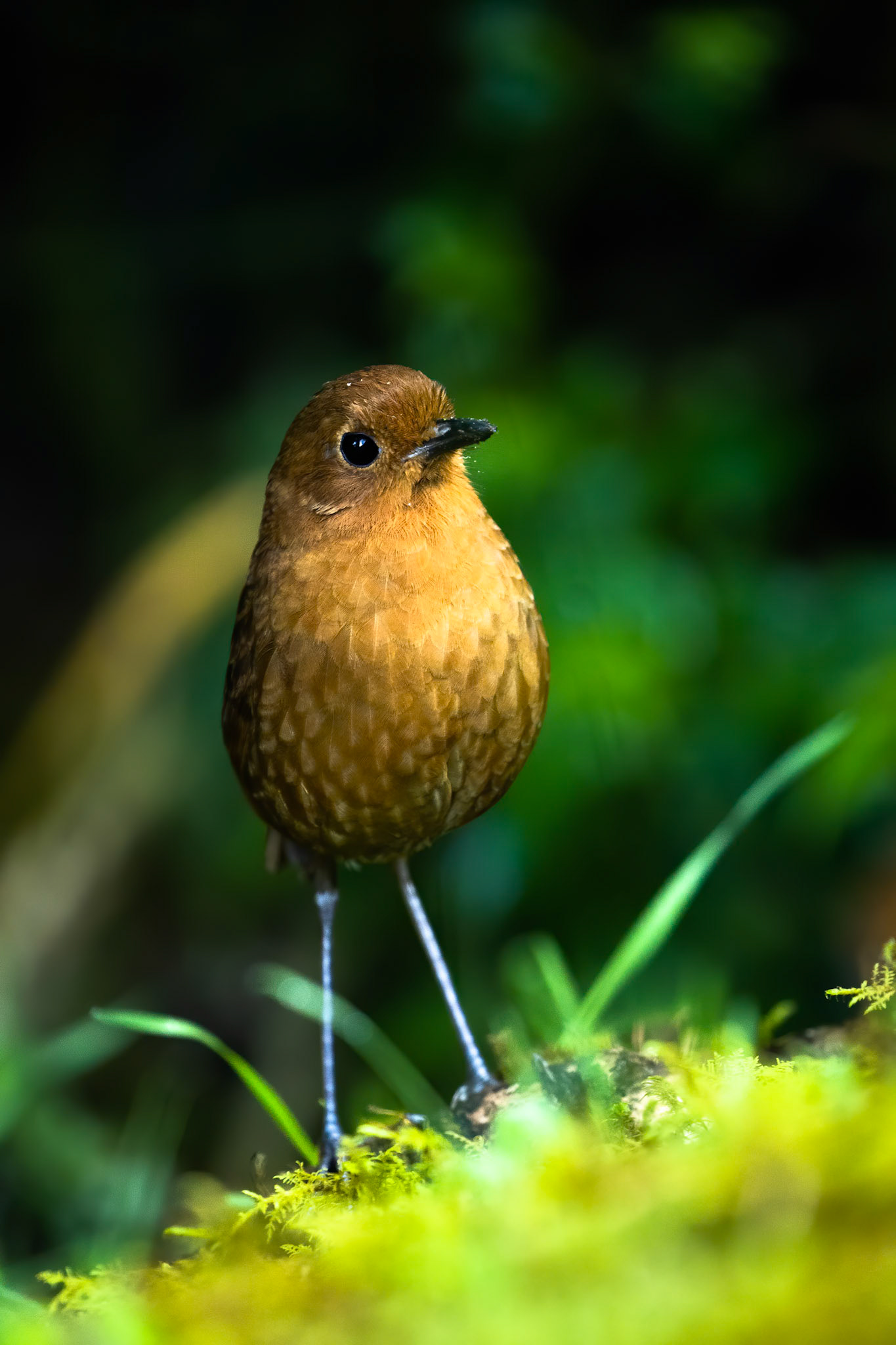 Rufous antpitta, Hacienda el Bosque, Colombia