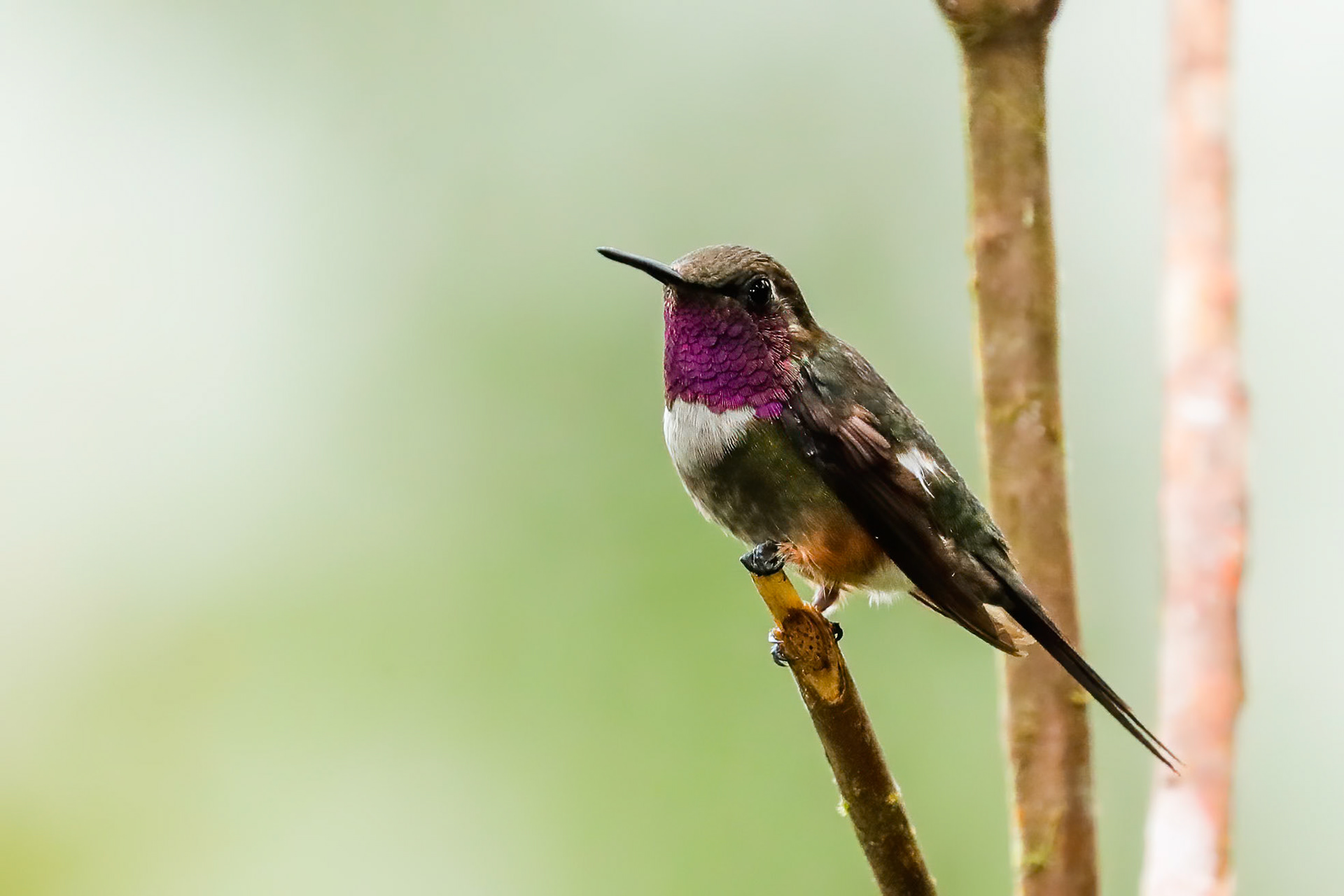 Purple-throated woodstar, Las Tangeras, Colombia