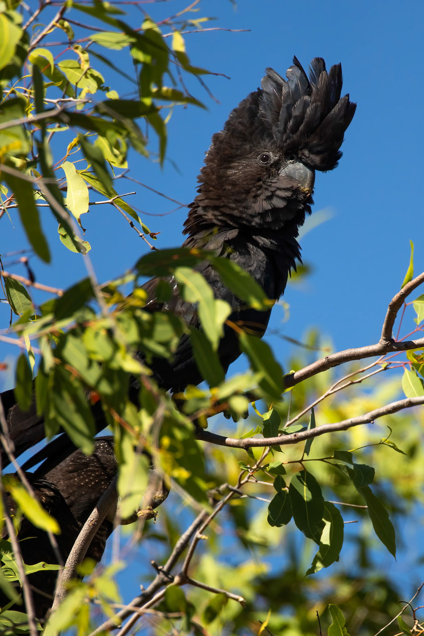 Red-tailed black-cockatoo, Jabiru, Kakadu, Northern Territory, Australia
