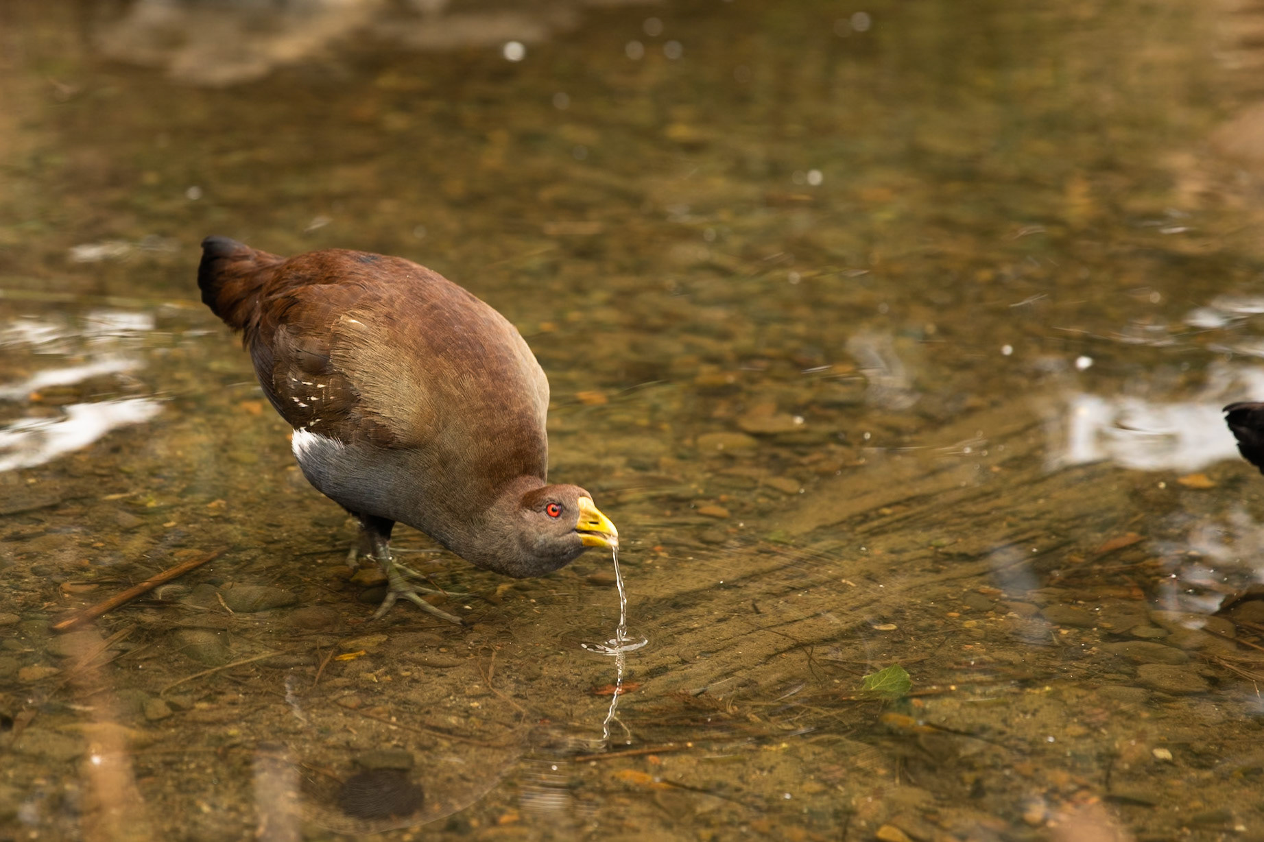 Tasmanian native hen, Hobart, Tasmania