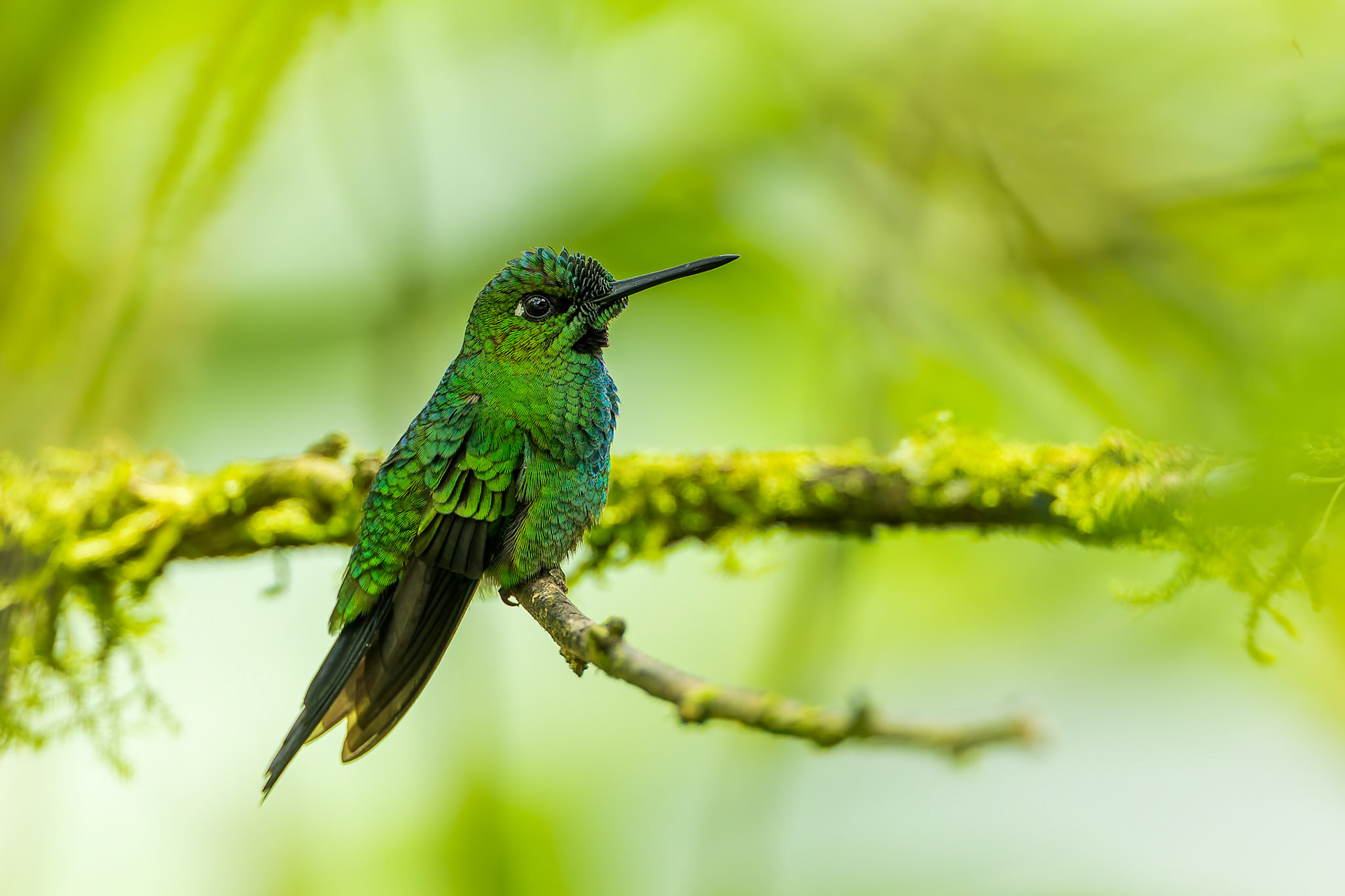 Green-crowned brilliant, Umbrella Bird Lodge, Buenaventura Nature Reserve, Ecuador