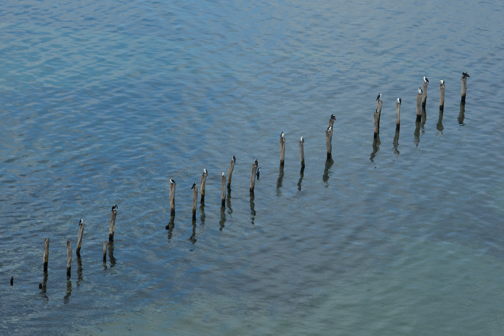 Pied comorants on old pier, Reeves Point, Kangaroo Island