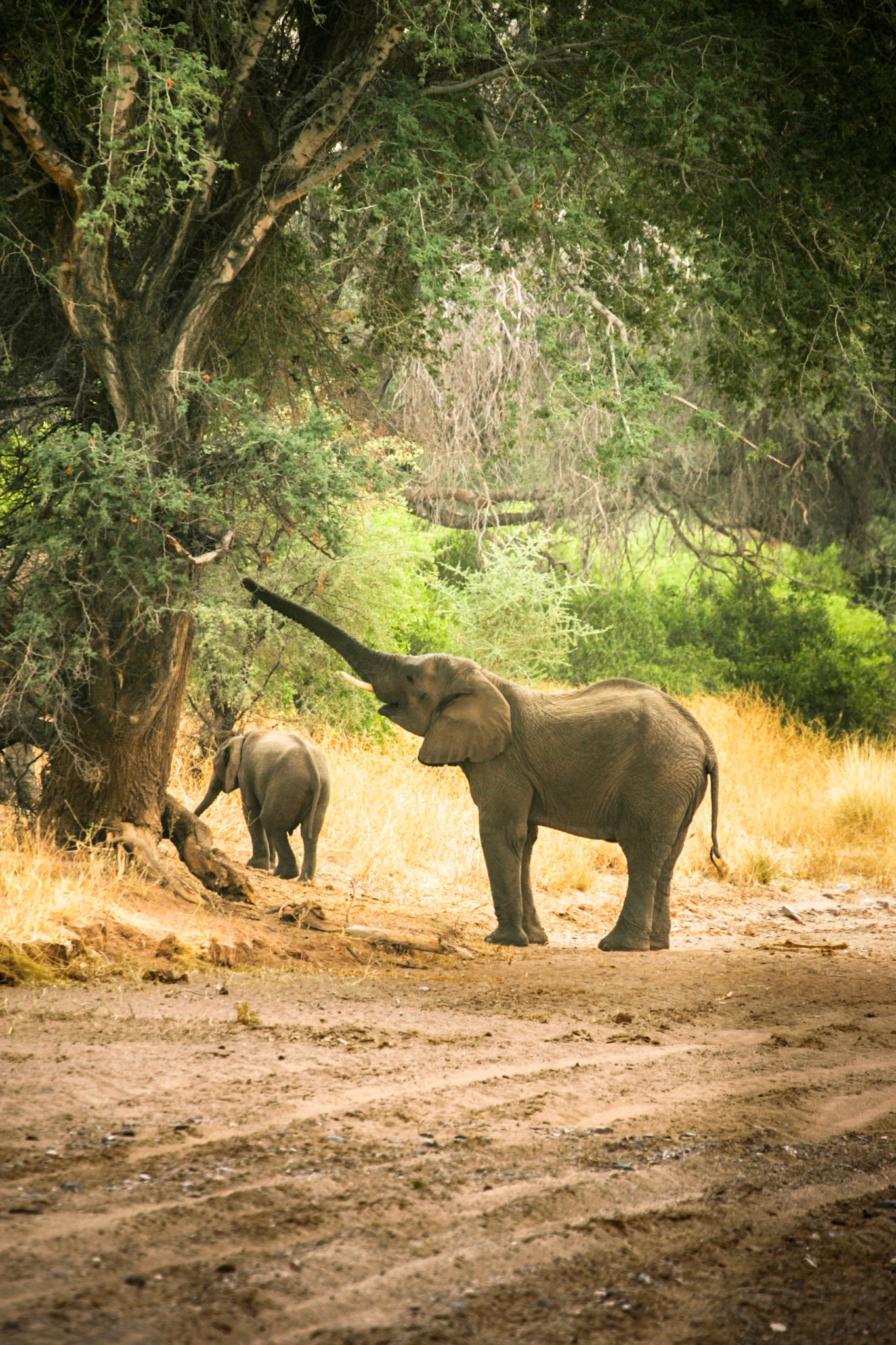 Swakopmund to Rhino Camp in Damaraland
