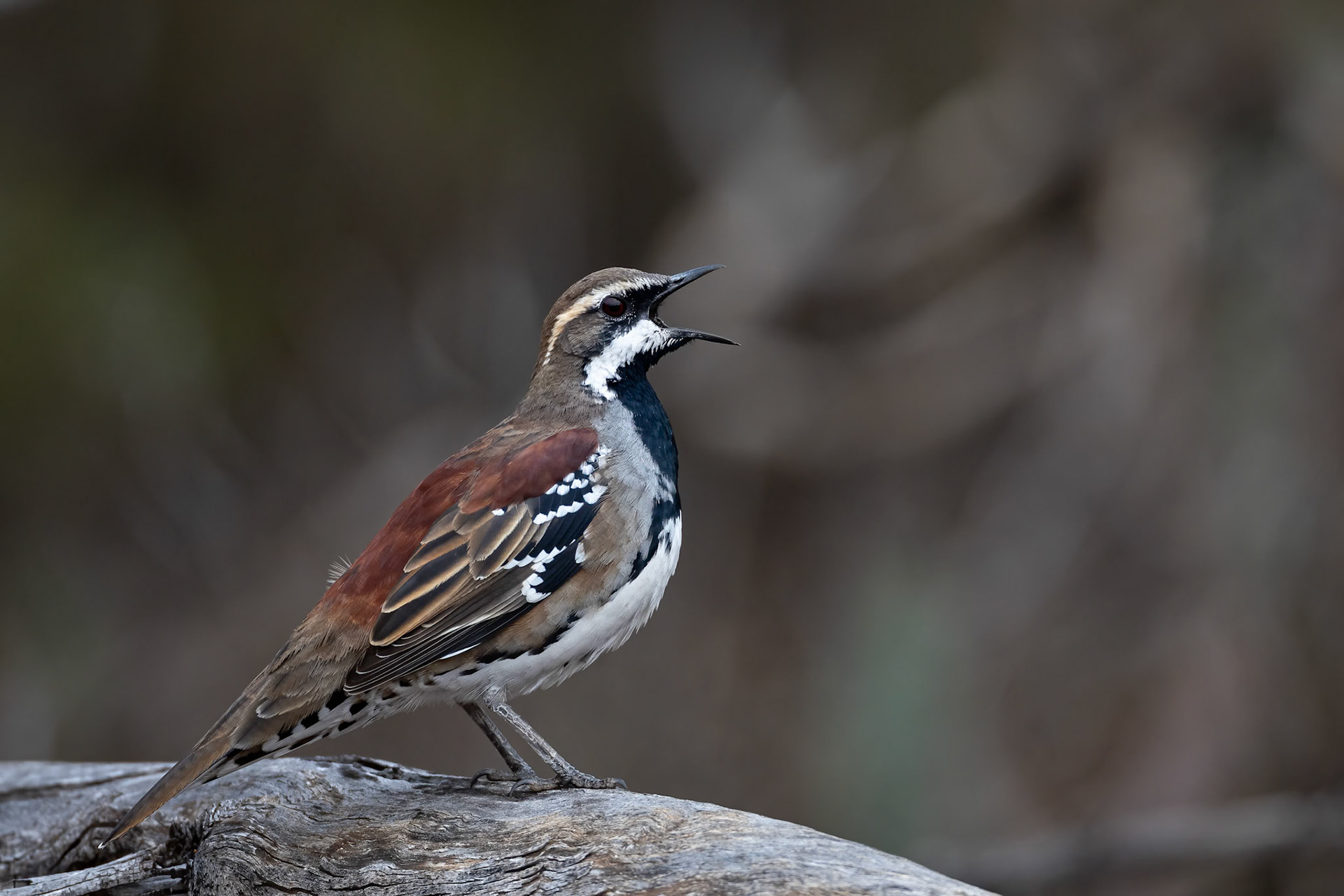 Copperback quail-thrush, Ceduna, South Australia