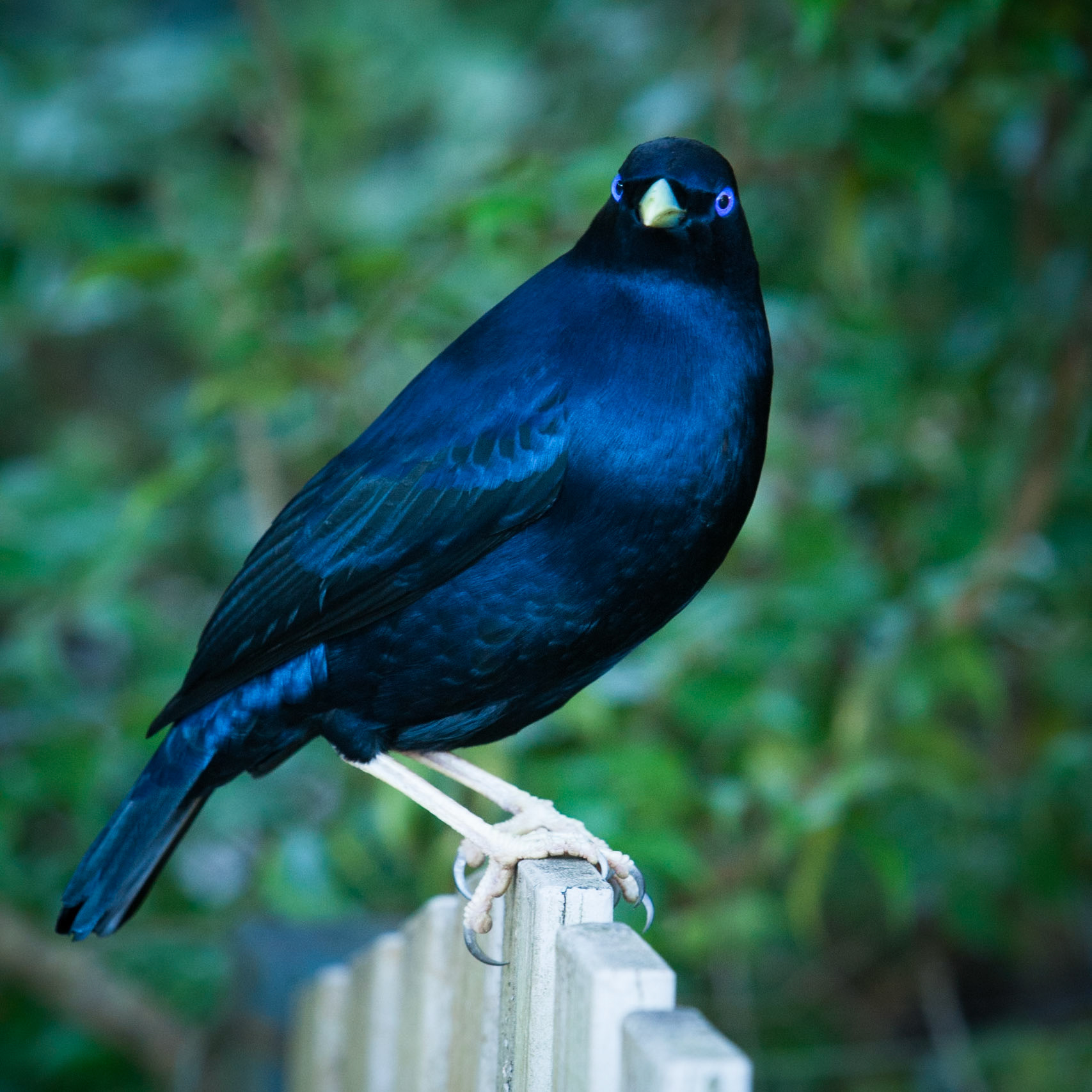 Lamington National Park, Queensland