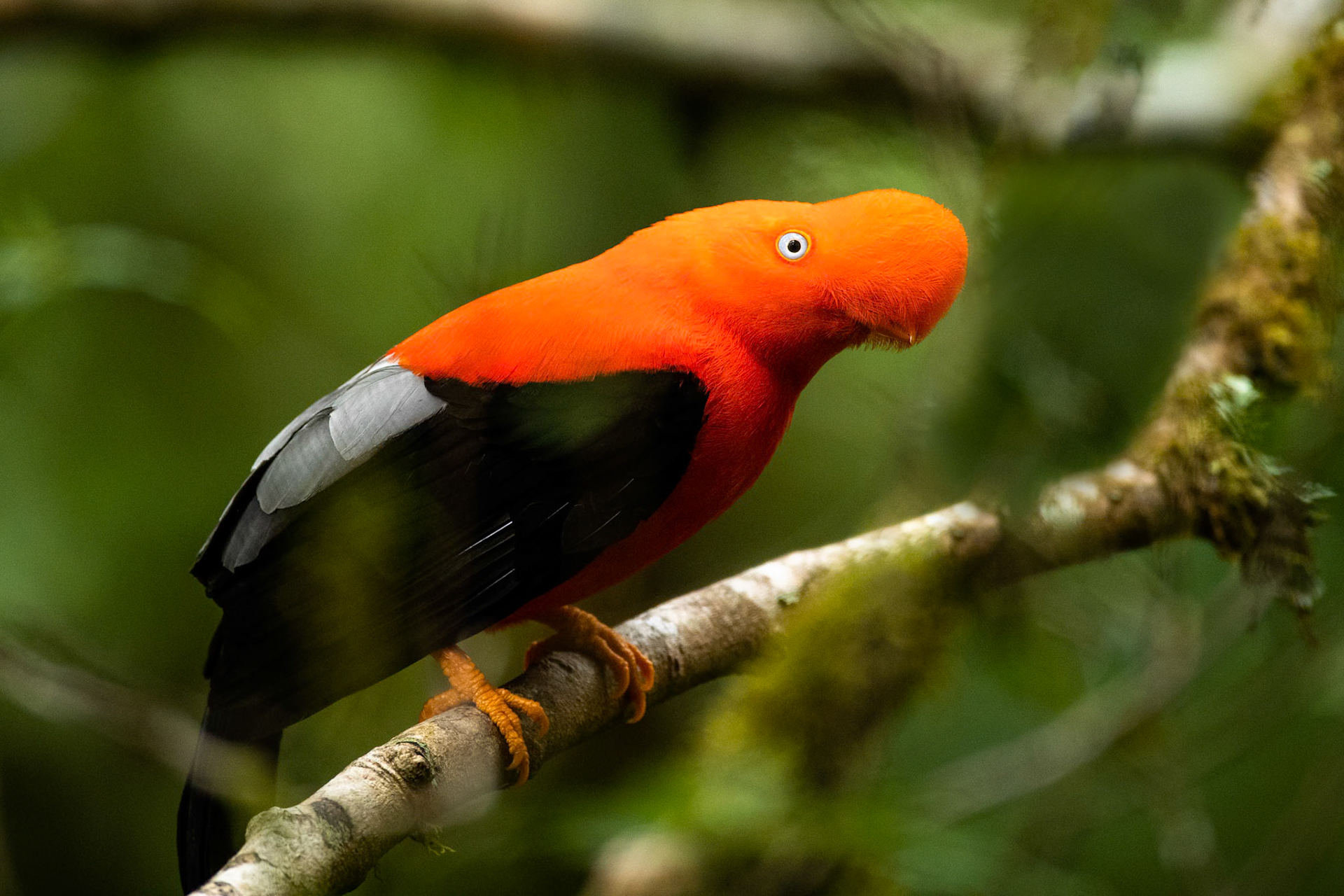 Cock of the rock, Cock of the rock lodge, Manu road, Peru