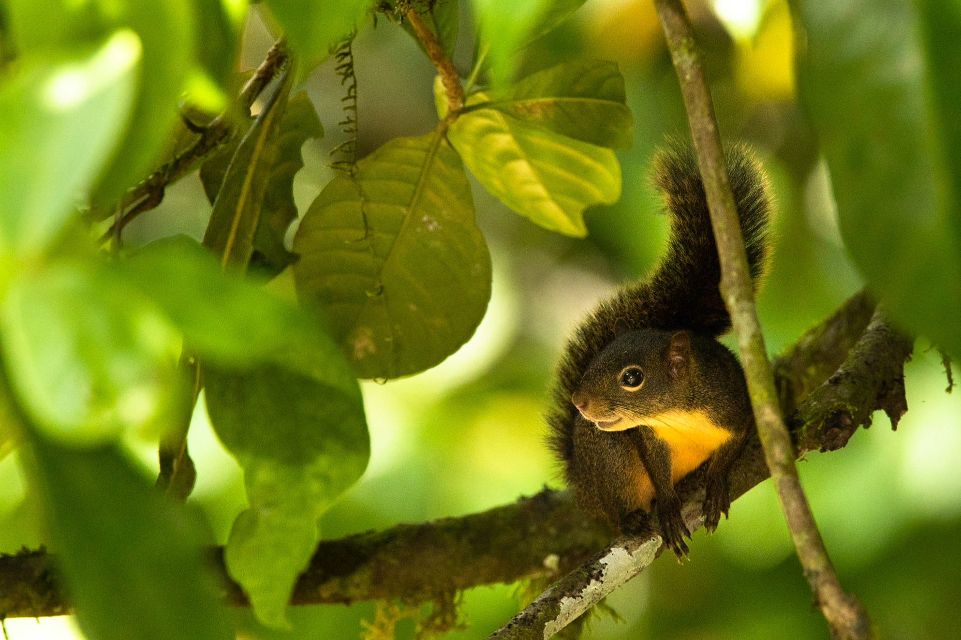 Red-tailed squirrel, Cock of the Rock lodge, Manu road, Peru