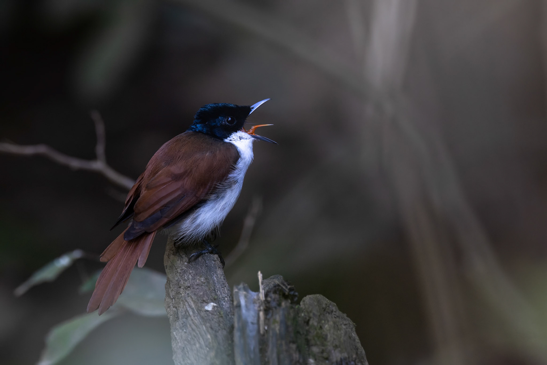 Shining flycatcher, Kutini-Payamu (Iron Range) National Park, Cape York Penninsula, Queensland