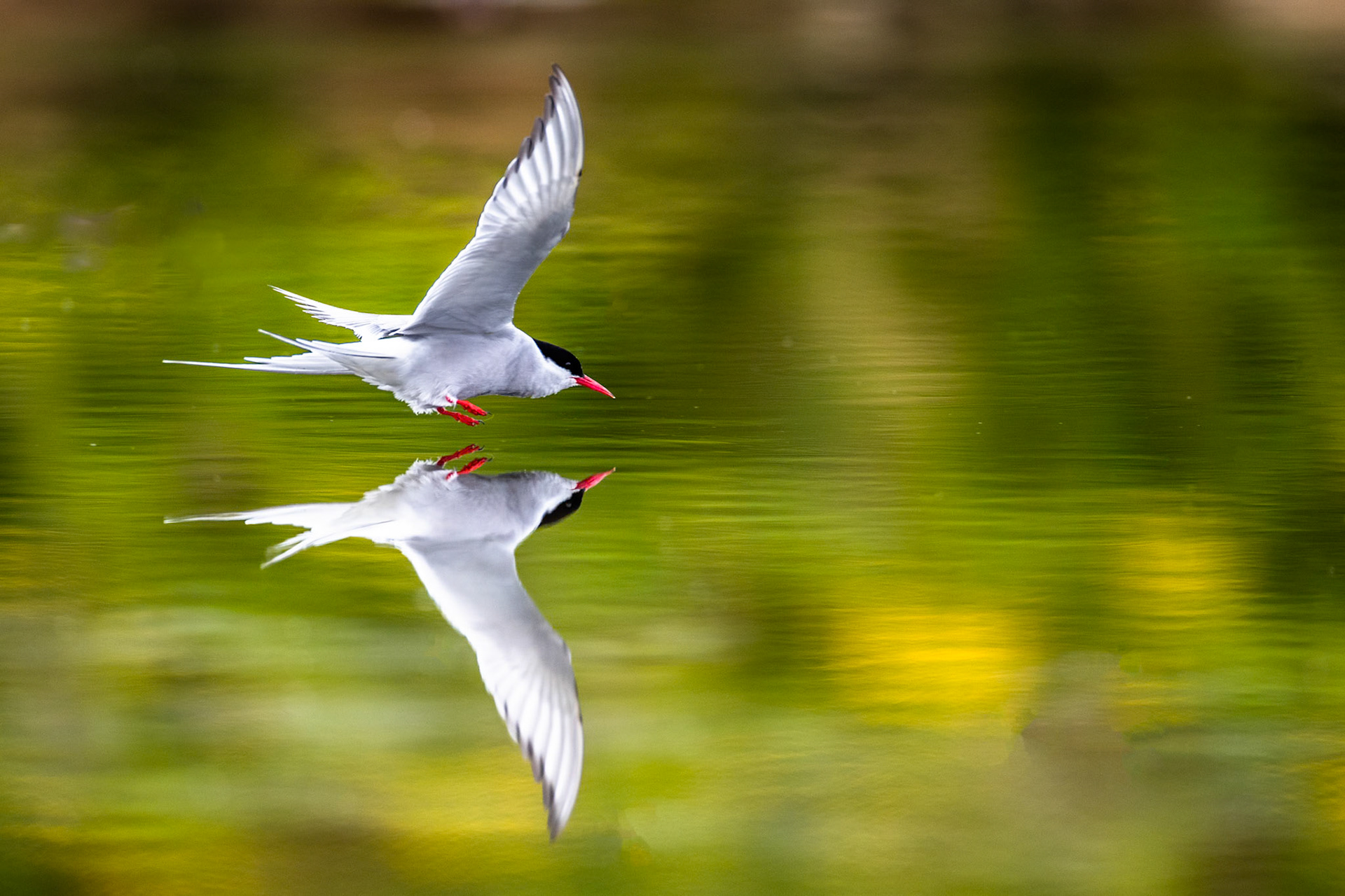Arctic tern, Grímsey Island, Iceland