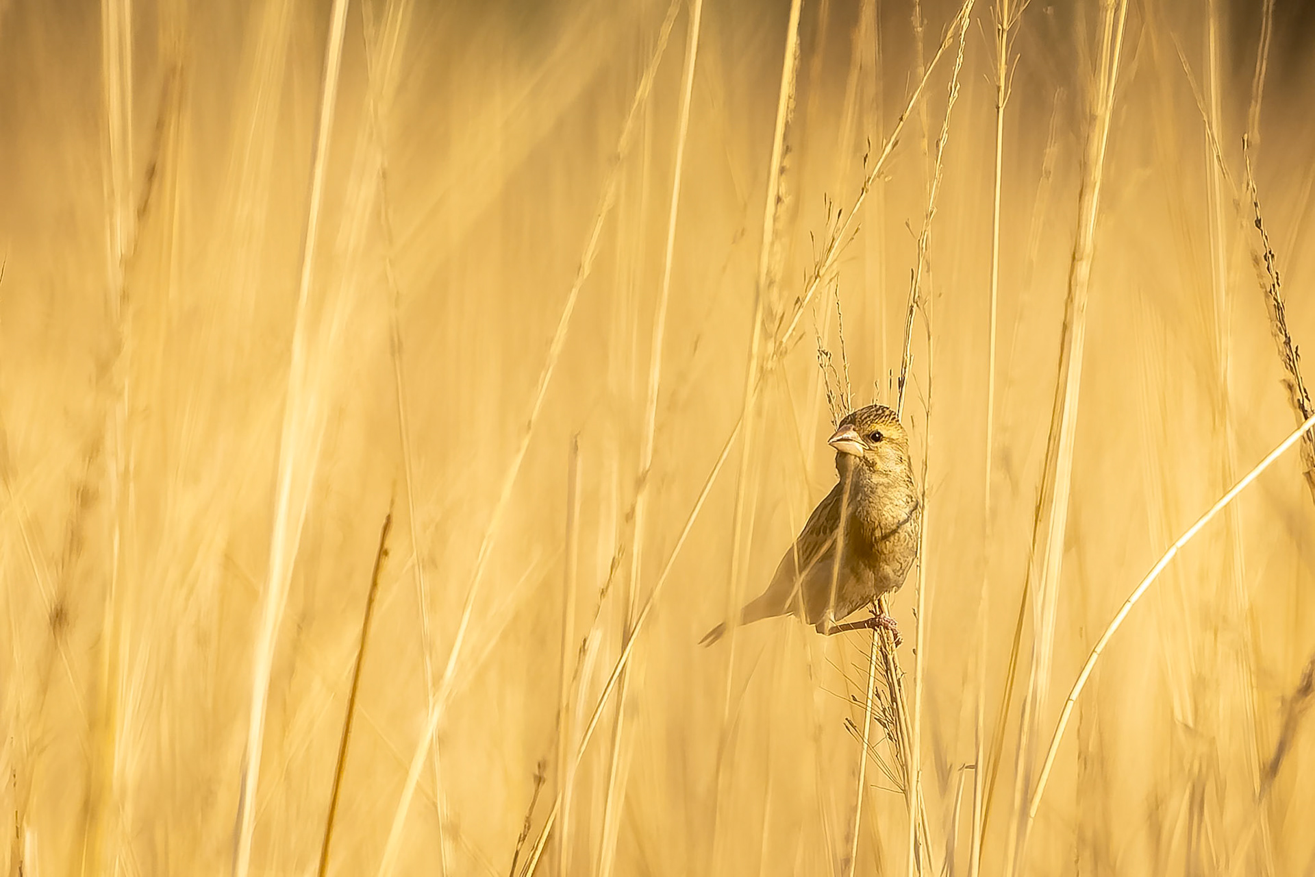 Baya weaver, Corbett Tiger Reserve, India