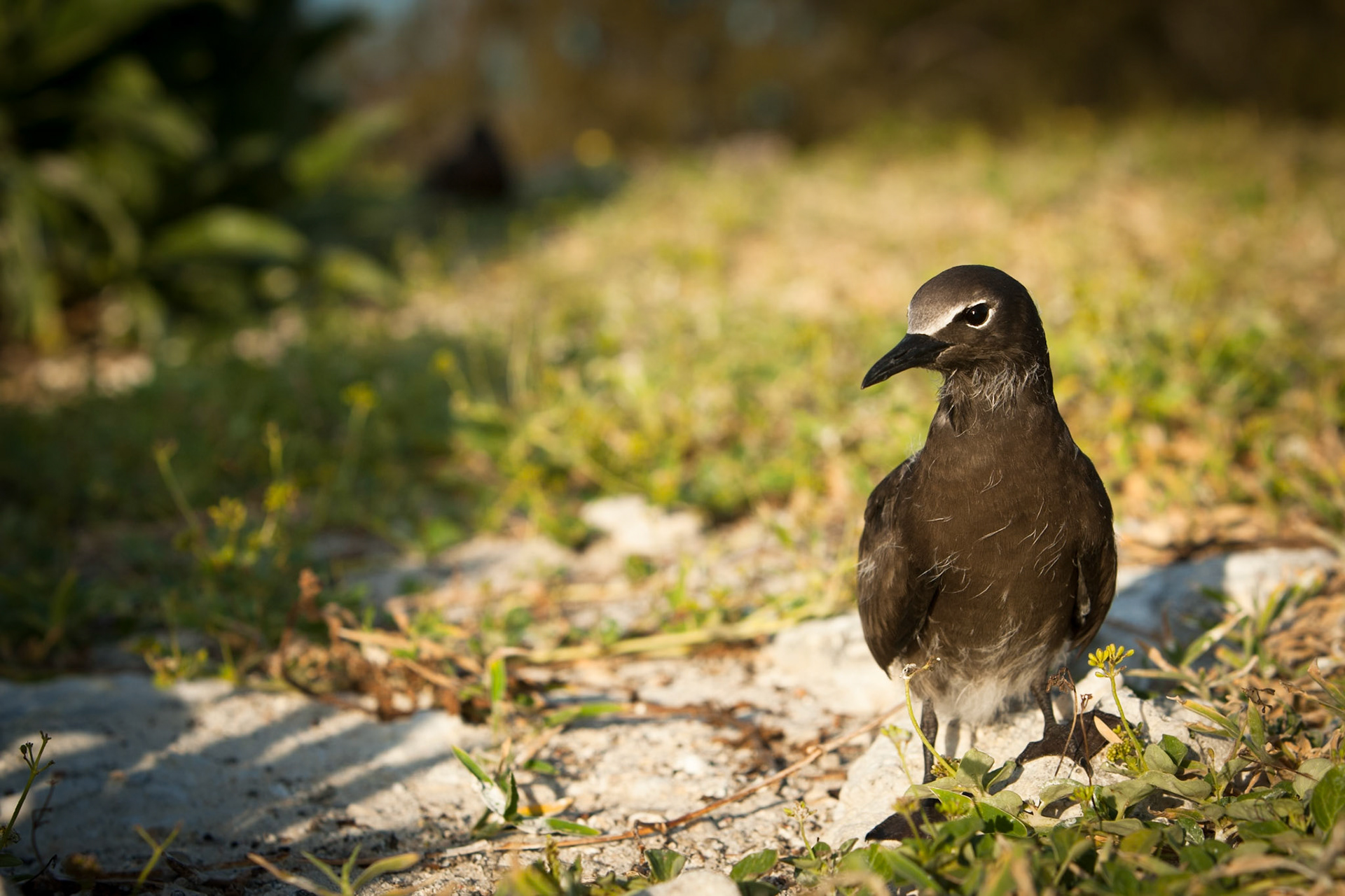 Common (brown) noddy, Lady Elliot Island, Queensland, Australia