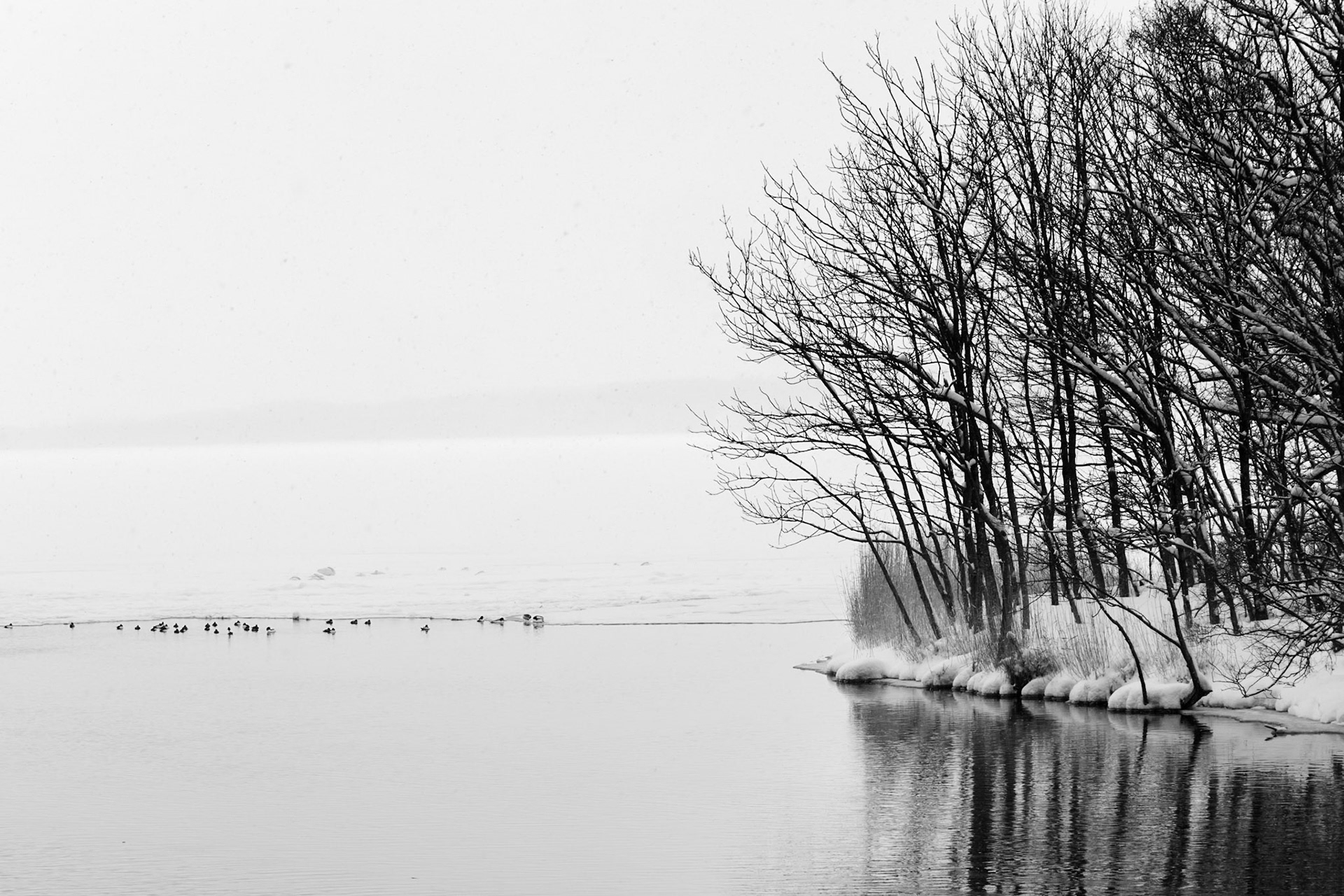Mallards, near Abashiri, Hokkaido, Japan