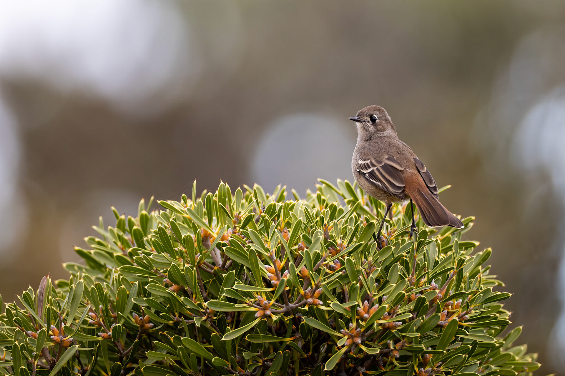 Southern scrub-robin, Stirling Ranges, West Australia