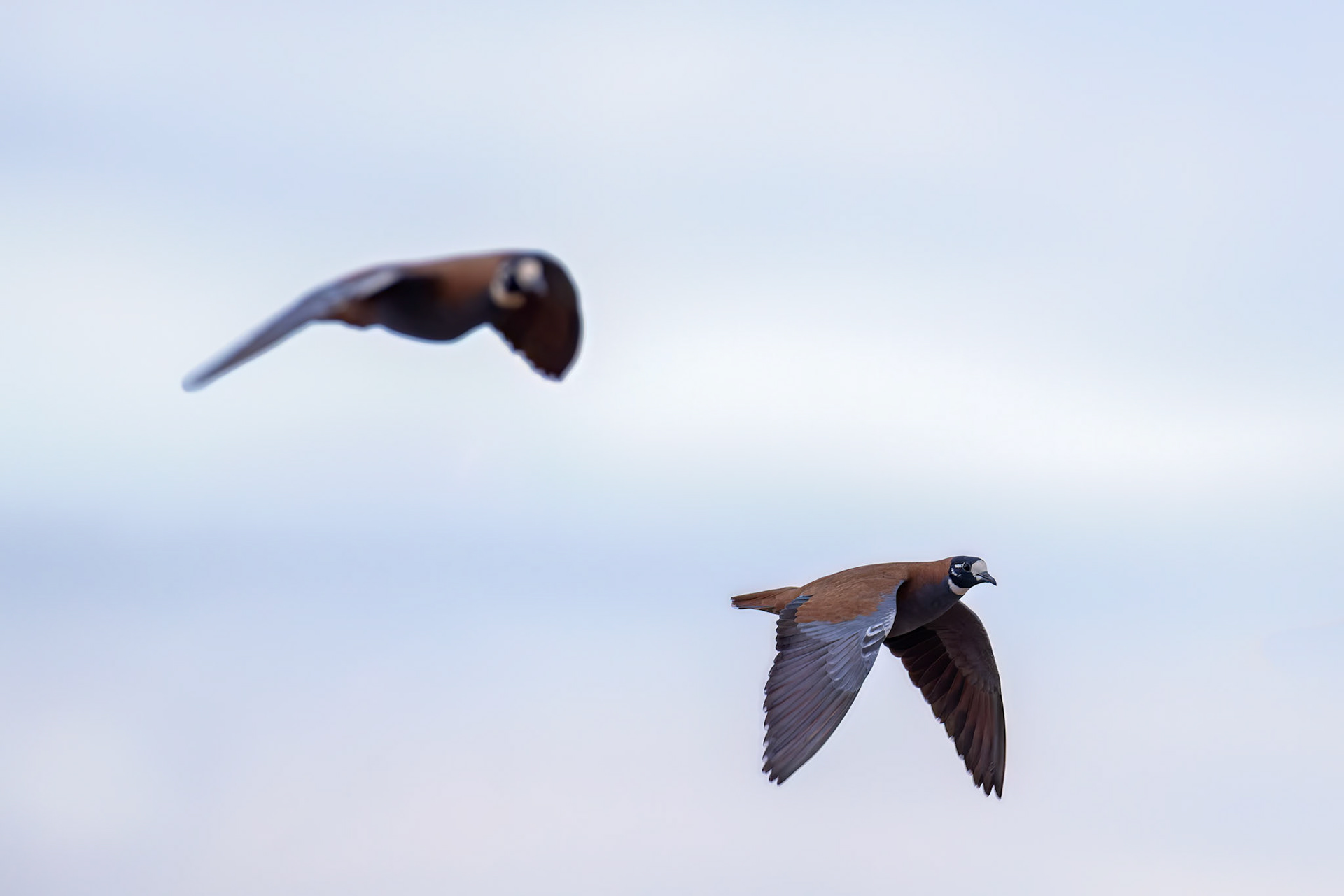 Flock bronzewing, Mount Isa to Boulia, Queensland, Australia