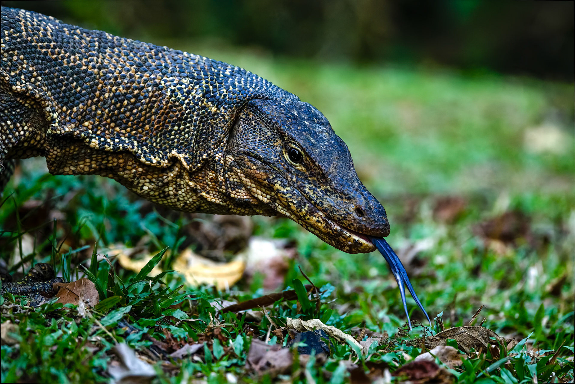 Asian water monitor (khaeng khrarkan), Khaeng Krackan National Park, Thailand