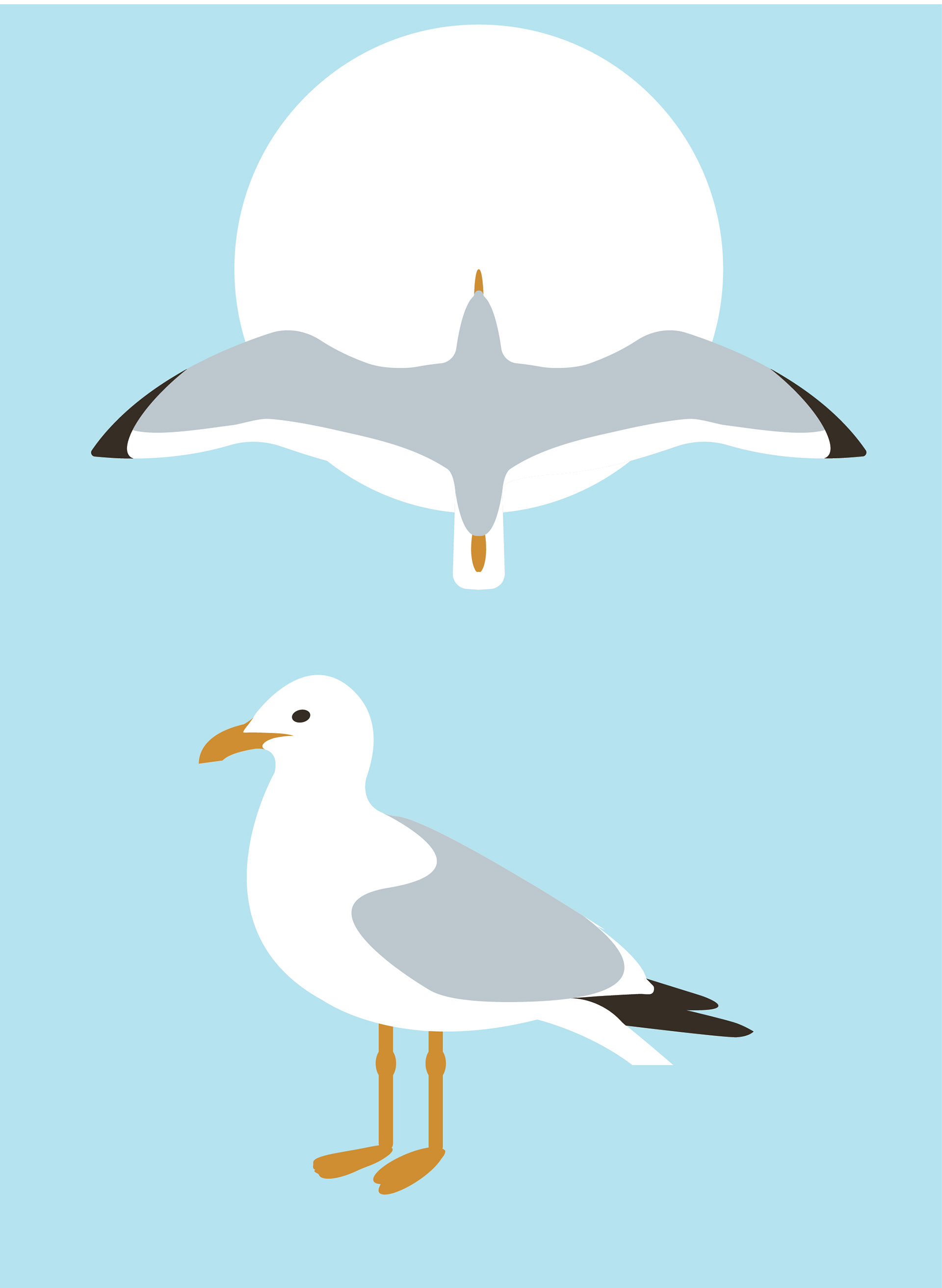 Seagull Study | Illustrator