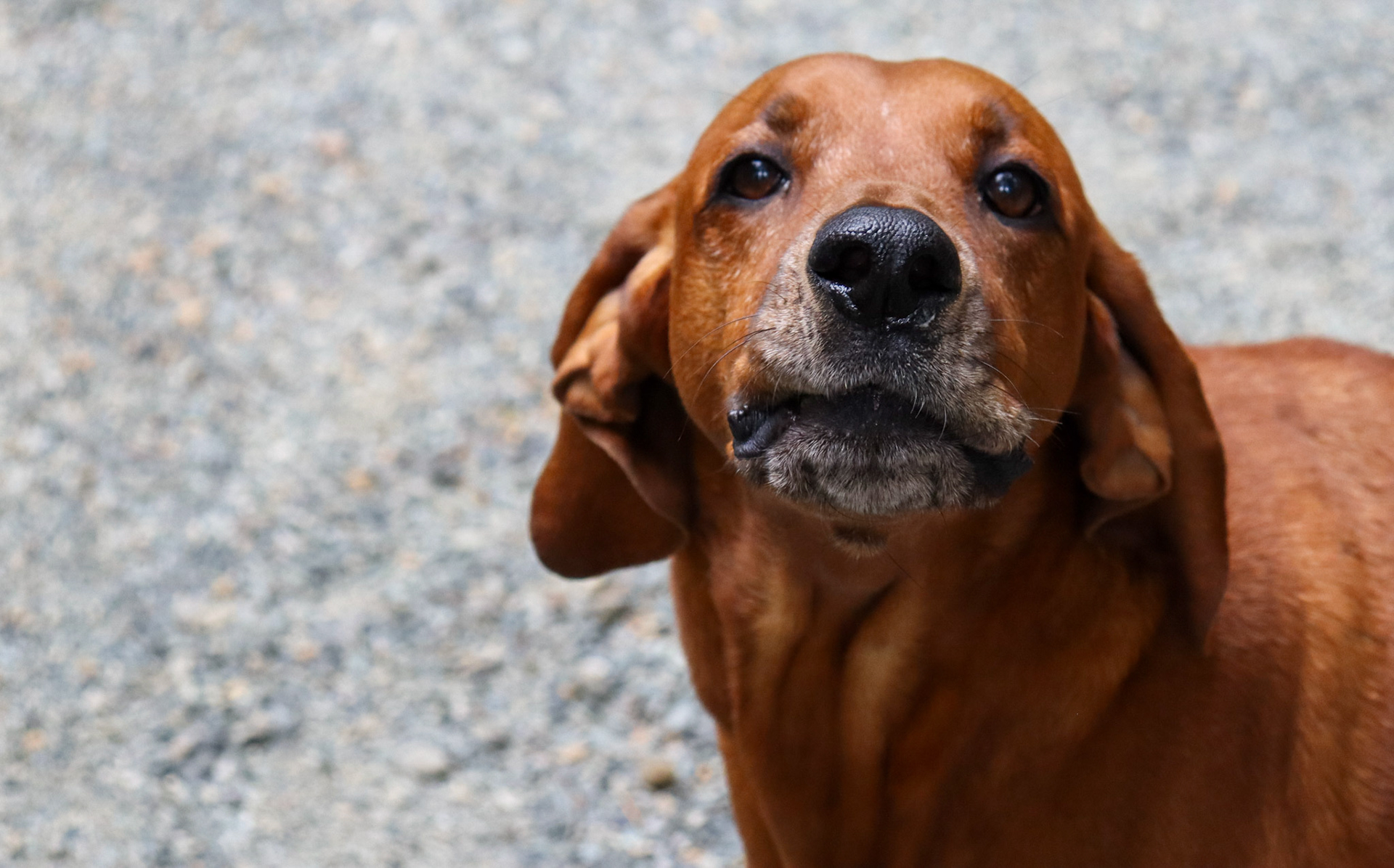 Max, a self proclaimed guard dog performing his howling duties in Victoria, BC at his beloved lakehouse. (Photo by Jenna Willox)