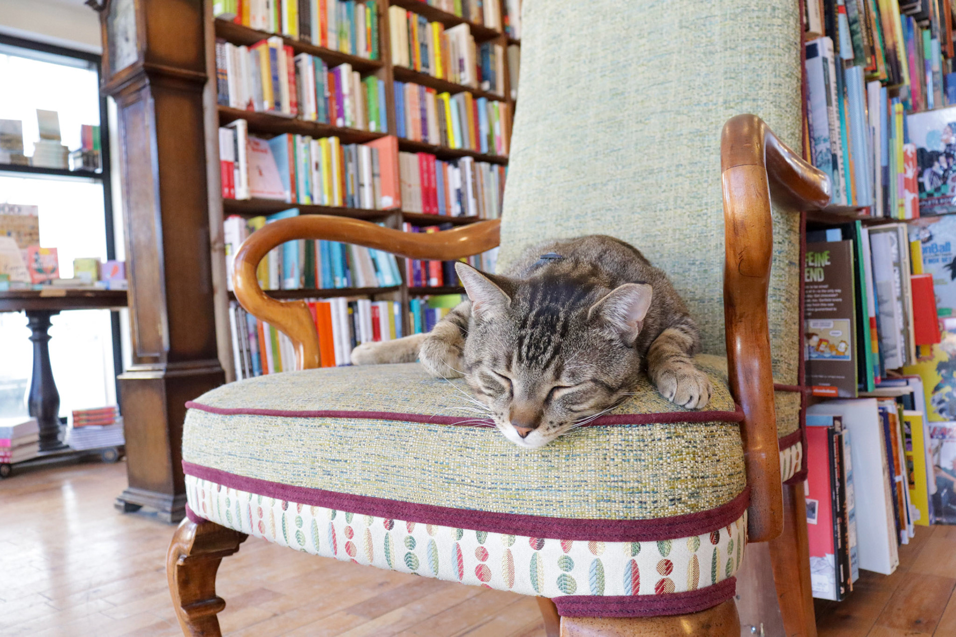 Kilgore Trout, the cat resident at Pages bookstore in Calgary's trendy neighbourhood of Kensington. (Photo by Jenna Willox)
