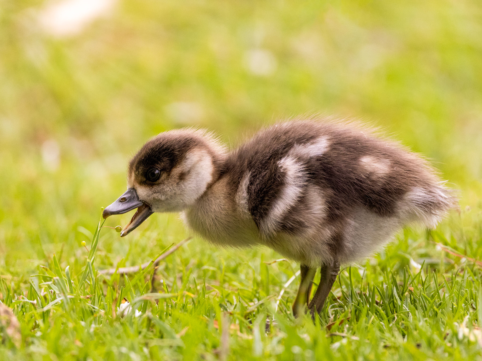 Egyptian goose gosling (Alopochen aegyptiaca), South Africa
