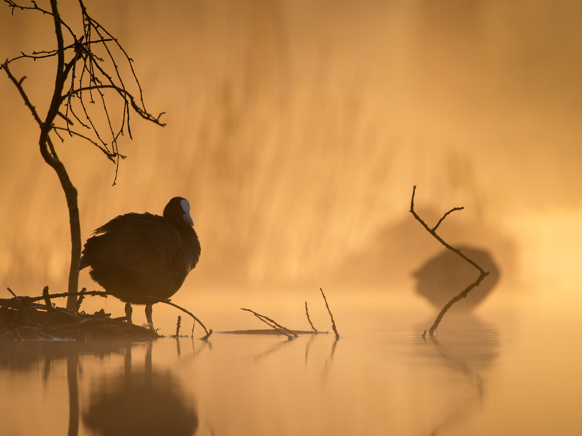 Eurasian coot (Fulica atra), Netherlands