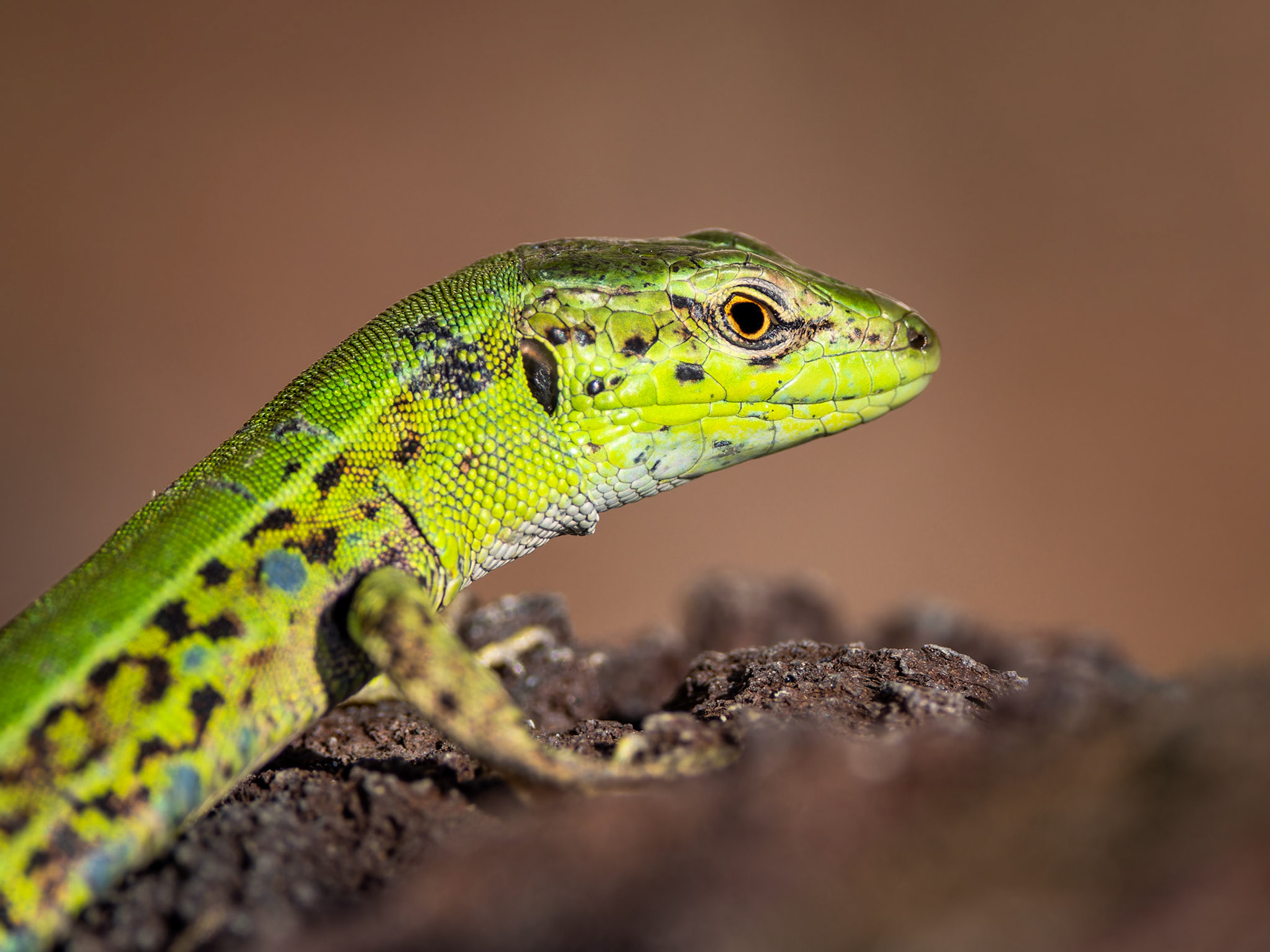 Ionian wall lizard (Podarcis ionicus), Greece