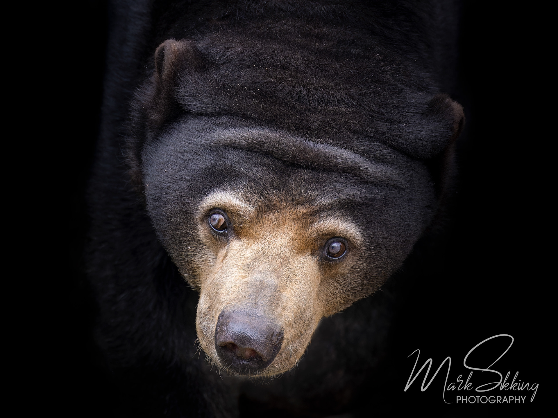 Sun bear (Helarctos malayanus), Burgers' Zoo, Netherlands