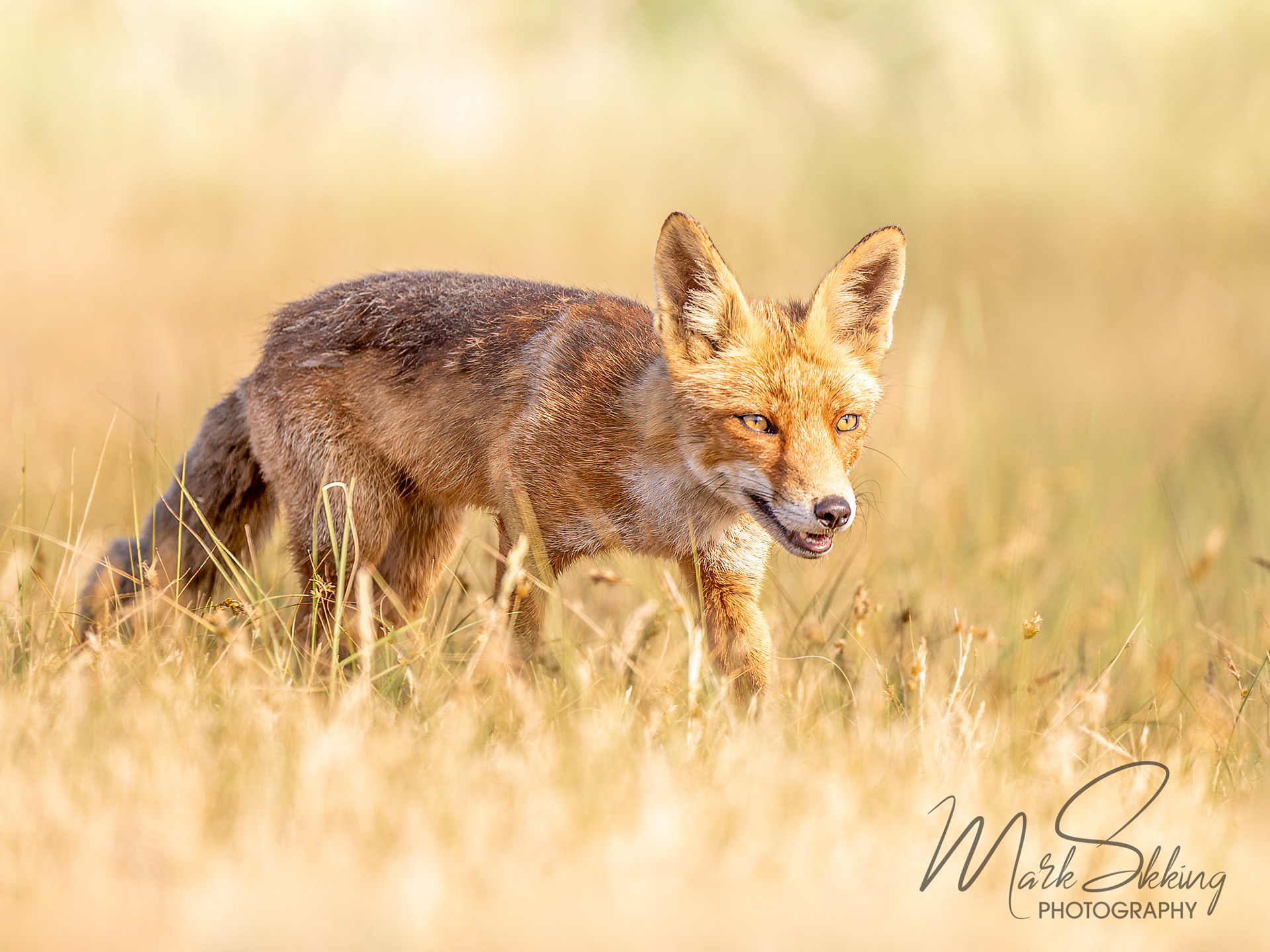European red fox (Vulpes vulpes crucigera), Netherlands