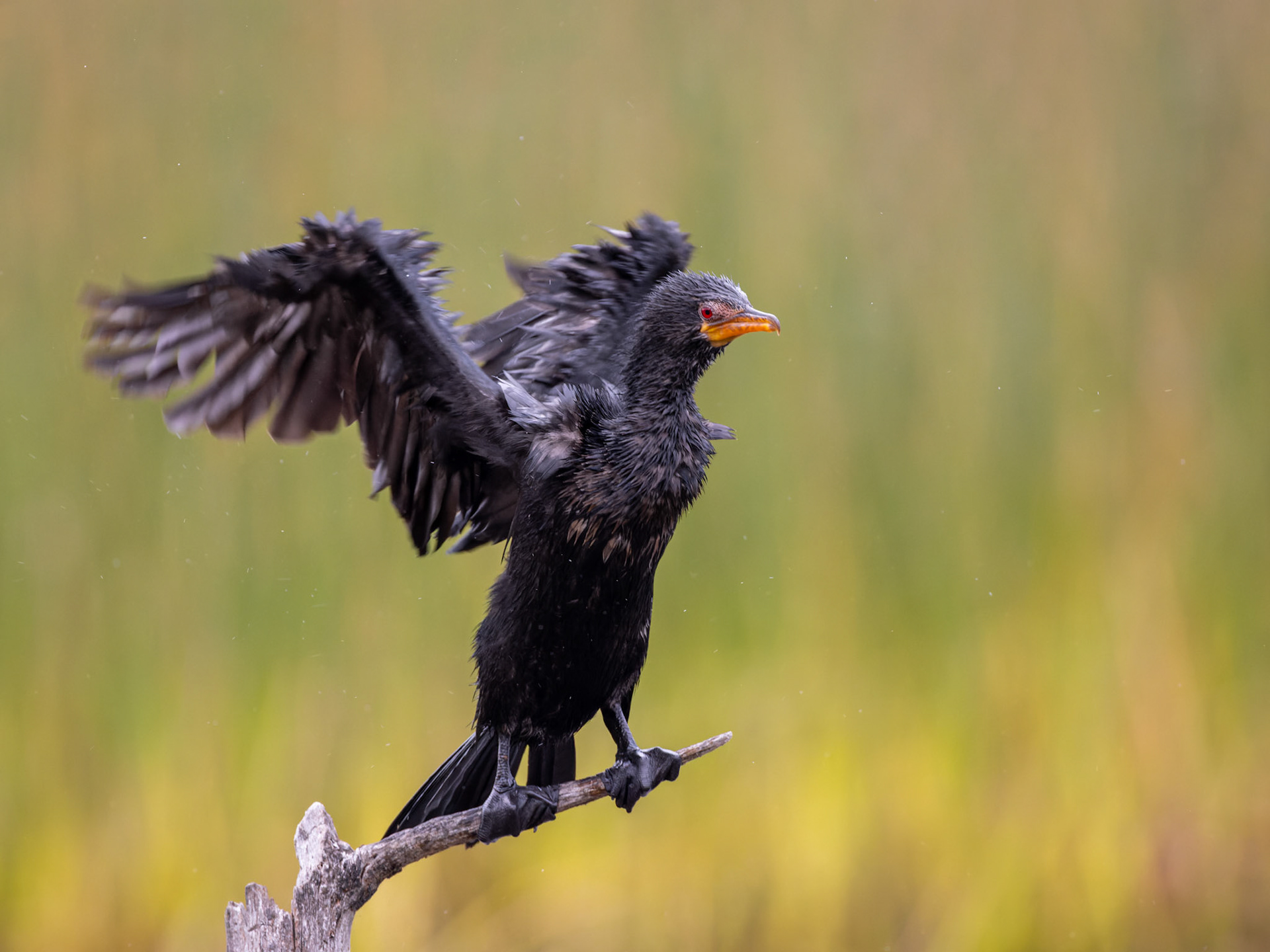 African long-tailed cormorant (Microcarbo africanus africanus), South Africa