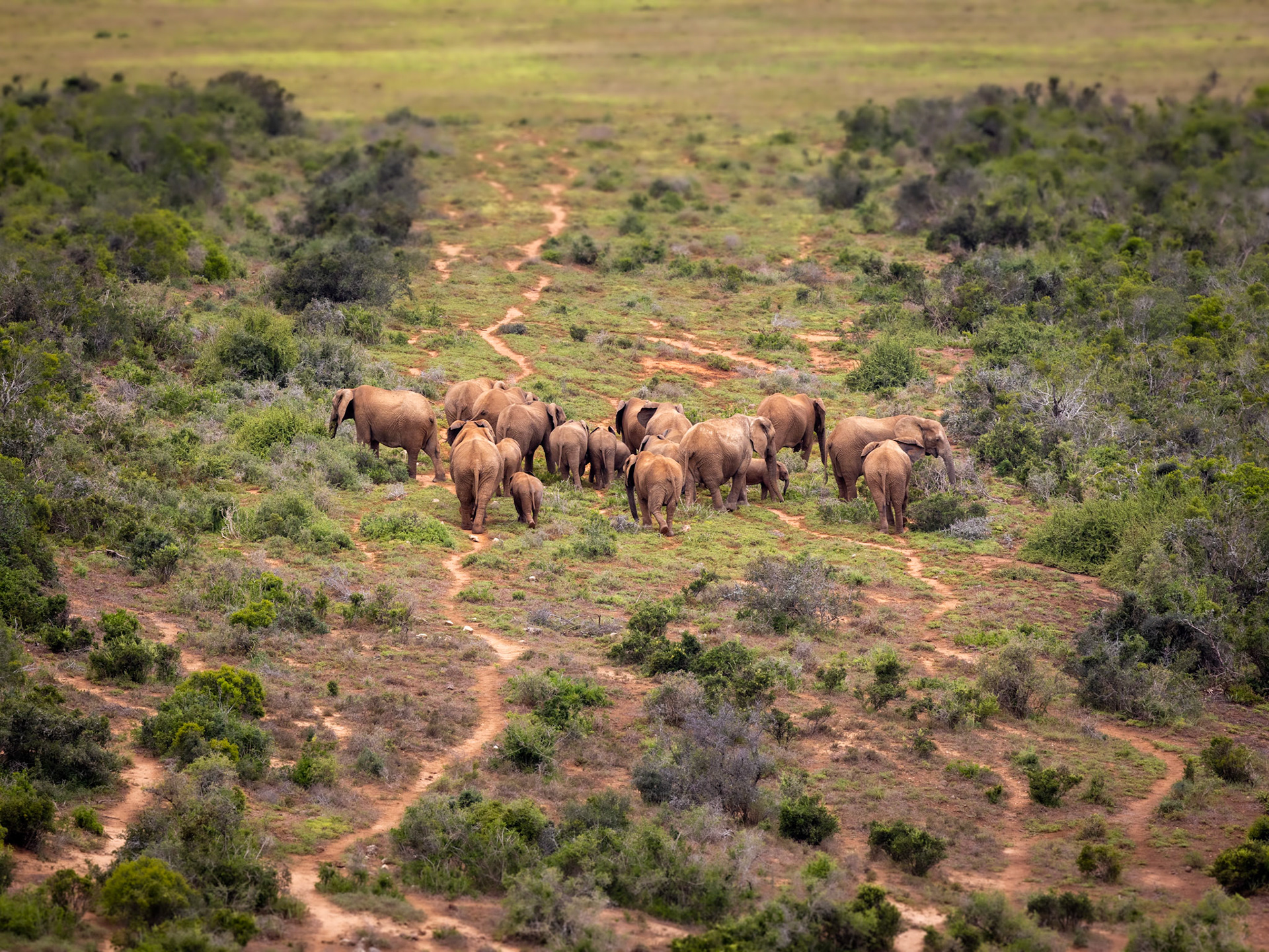 Elephant highway in Addo Elephant National Park, South Africa